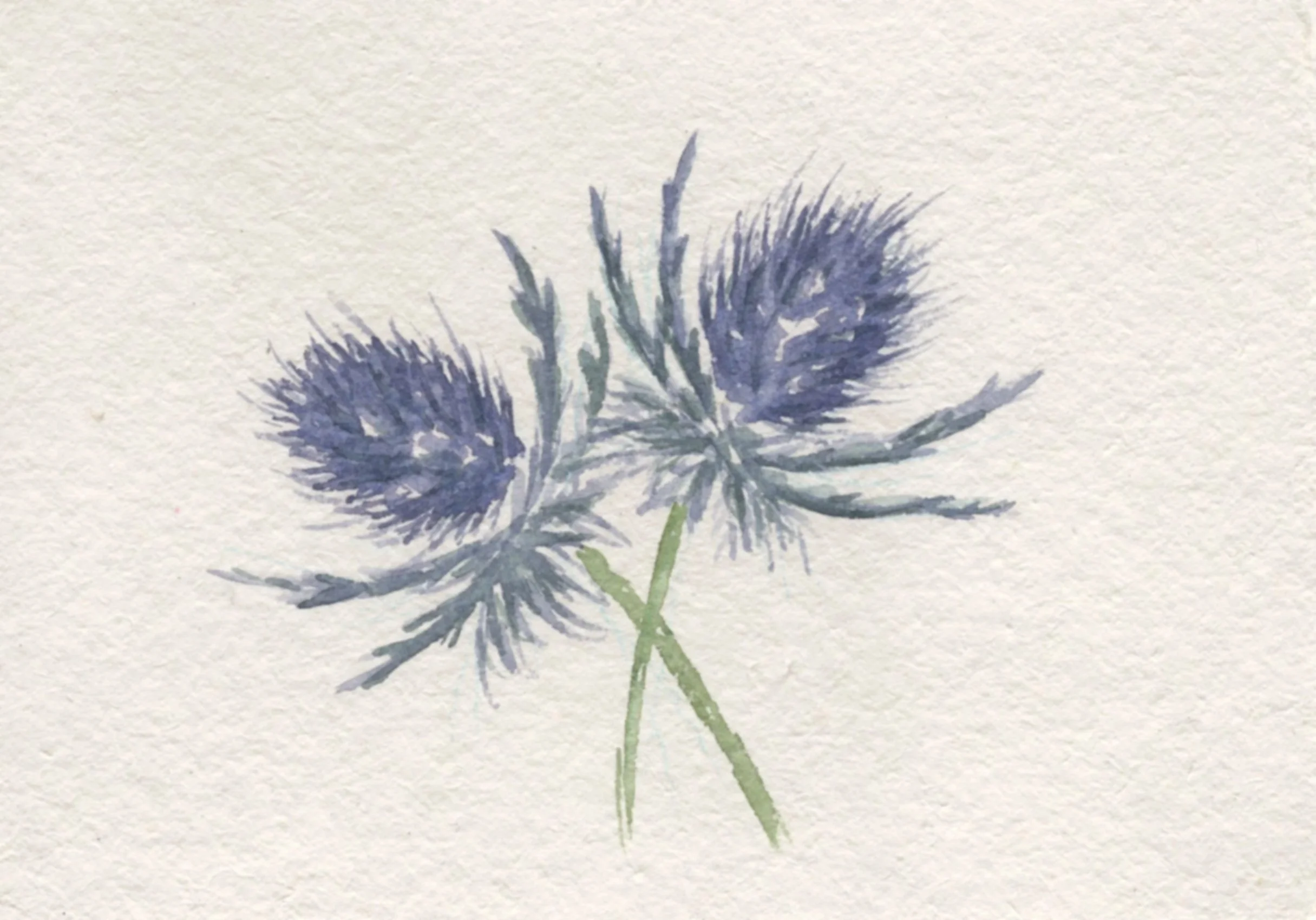 Watercolor_0525_thistle.jpg