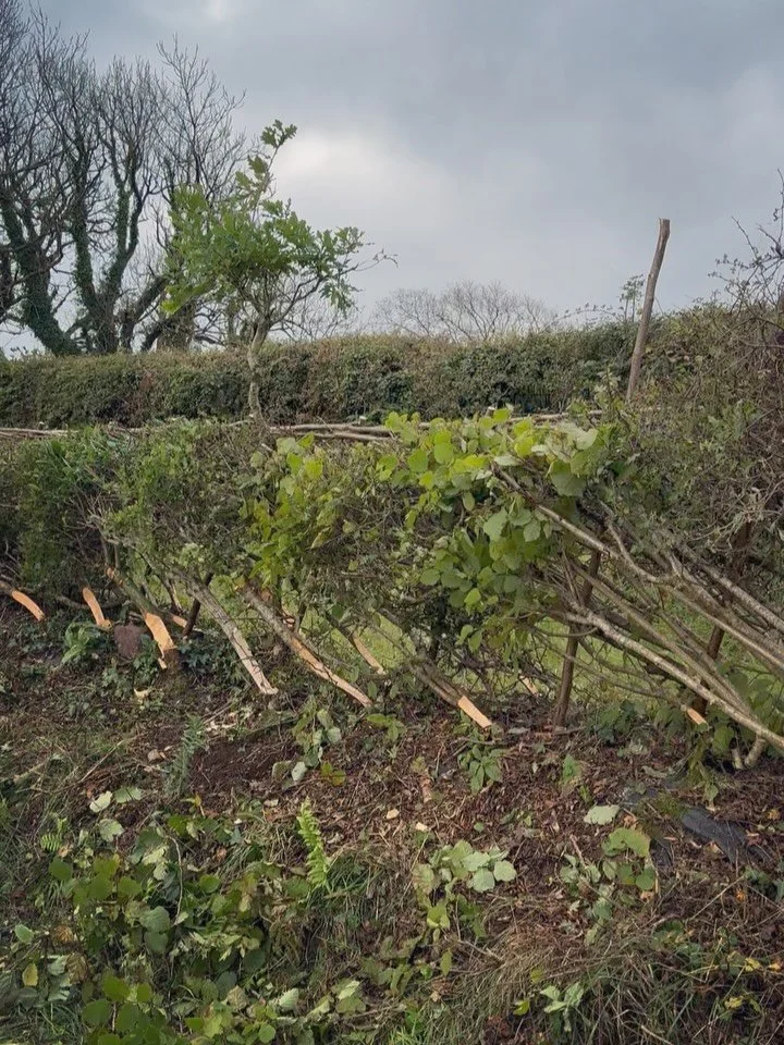 A few courses finished now and a good length of hedgerow laid. We&rsquo;ve been working in the Welsh Border Style, laying each stem in turn to reinvigorate the faltering plants which were being overwhelmed by briars. We&rsquo;ve been stopping for hot