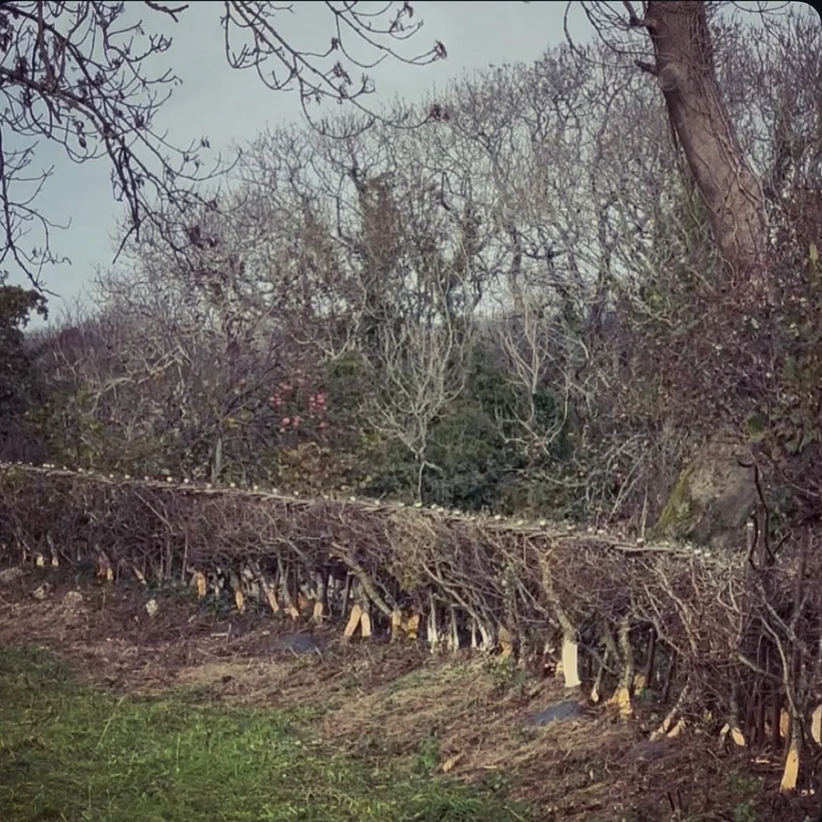 A busy day yesterday, welcoming five guests here to work on the hedgerow. The morning is spent clearing, pleaching and laying before we head back to @cliffacre for soup and a warm through by the fire. The afternoon&rsquo;s are then spent staking, bin