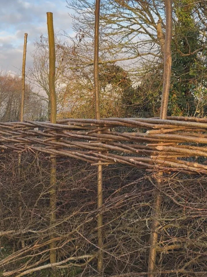 Despite the wet and muddy ground conditions, I&rsquo;ve made a good start on the young hedgerow along the coast path here. This one will incorporate several rows of binding, to increase height and maintain privacy..Things will slow down now as it&rsq
