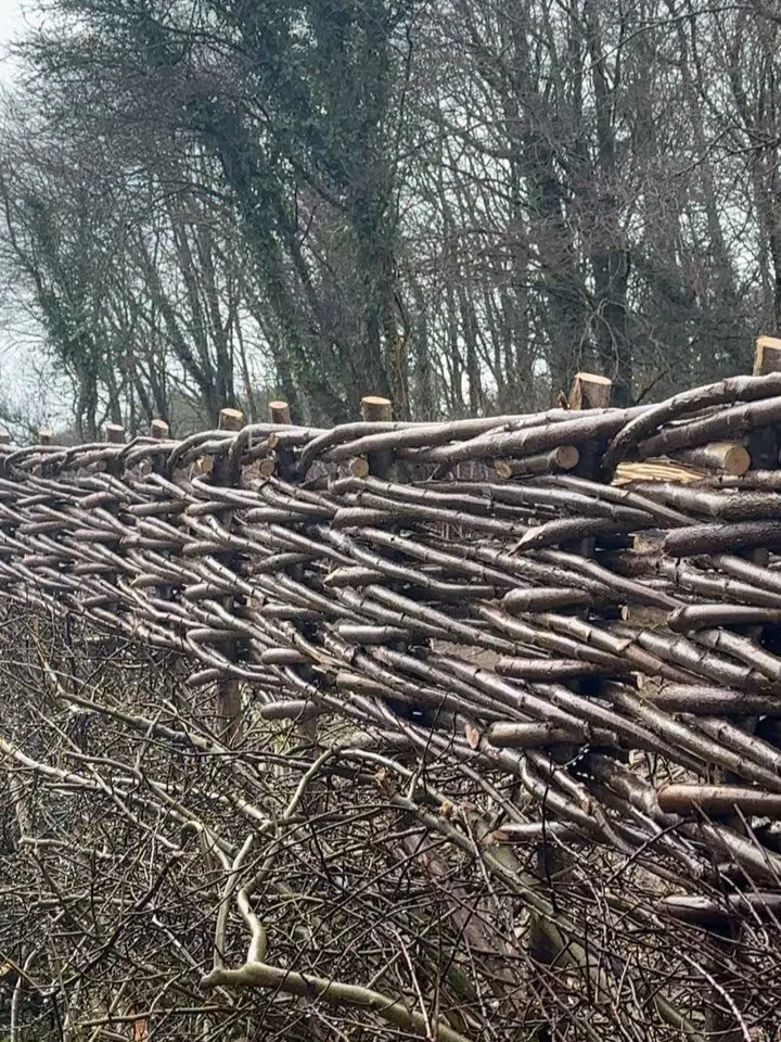 In the rain this morning here on the Welsh coast path, I finished binding the hedgerow I&rsquo;ve been working on. It&rsquo;s unusual to see so many rows of binding, in fact I&rsquo;ve not seen it before, but in this case it increases the height of t