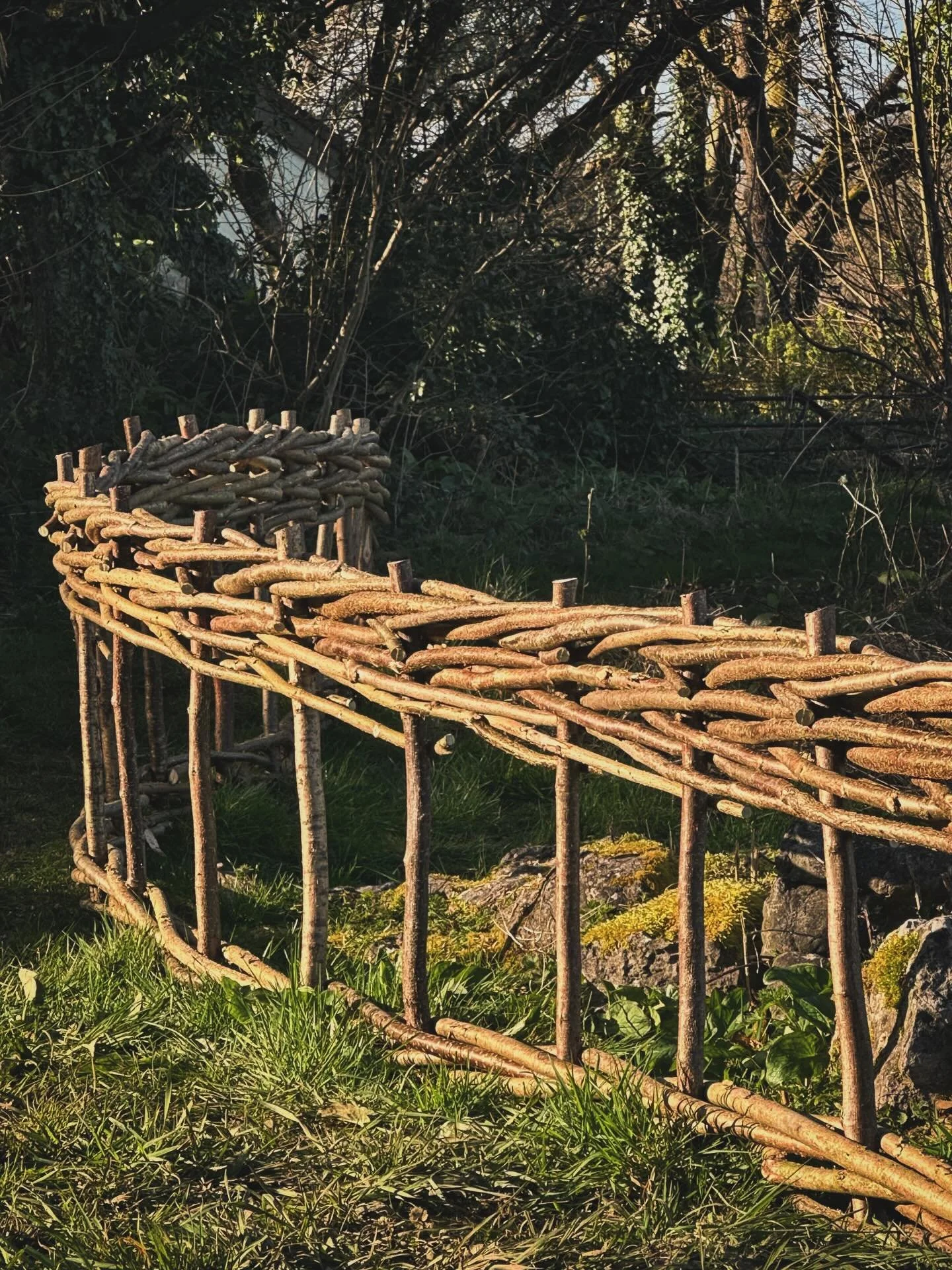 Hazel rods remain pliable for several months after cutting. Unlike willow, they cannot be soaked and worked once dry and so must be used while still green. I&rsquo;d ordered plenty to cover the coast path hedging project and had several bundles left 