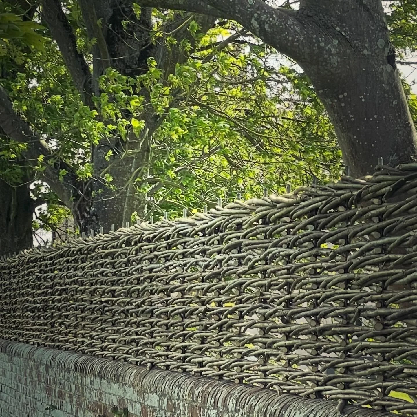 The inspiration behind the woven hazel screen on top of the hedgerow. This screen was woven on top of an old brick wall surrounding a vicarage in Somerset. The greatest difficulty was sourcing the hazel rods, though I was fortunate to get enough from