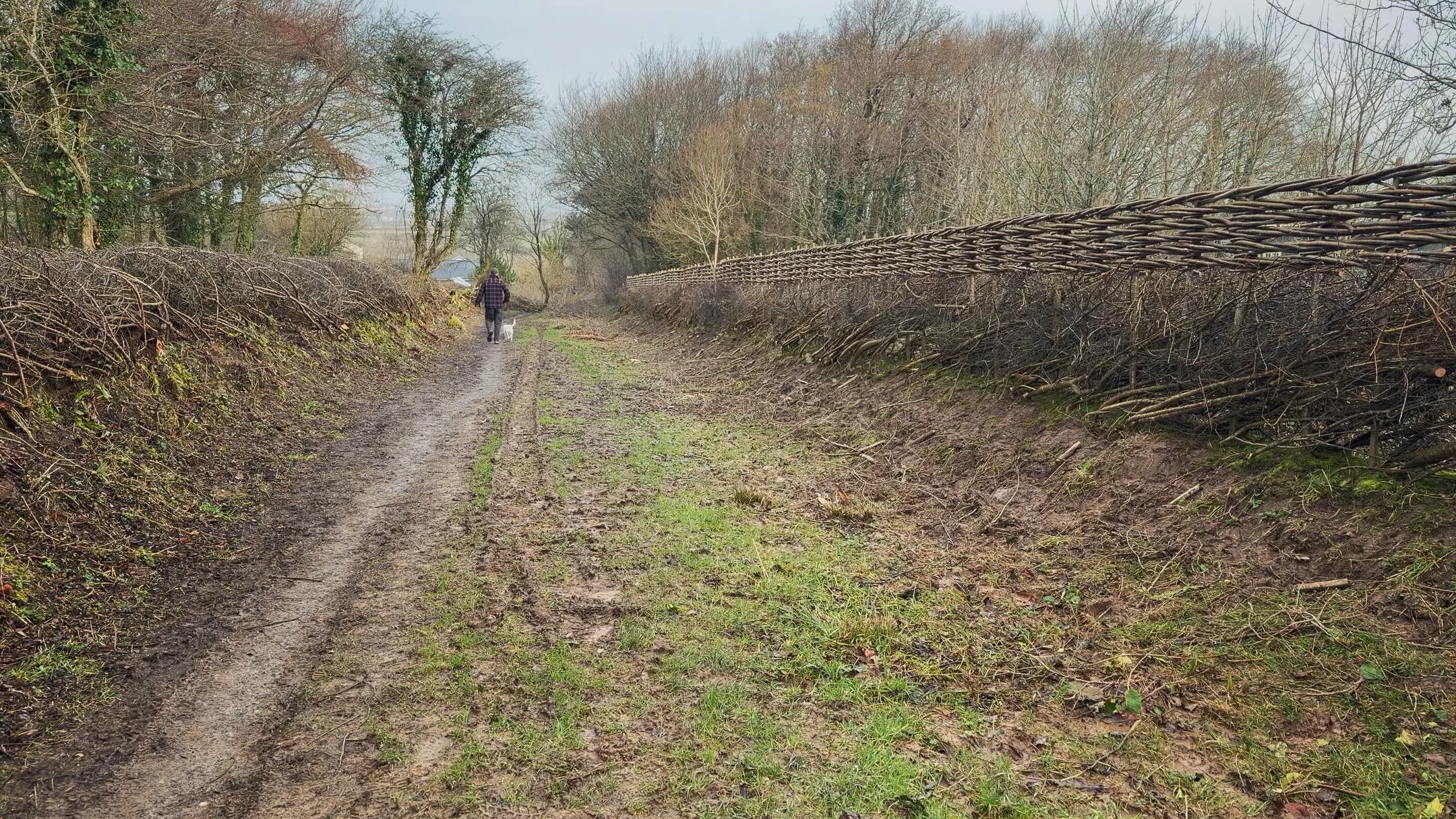 It has been National Hedgerow Week. Promoted by various environmental organisations to raise awareness of the importance of hedgerows in our countryside. It is by maintaining these ancient boundaries traditionally, by laying, that we preserve them an