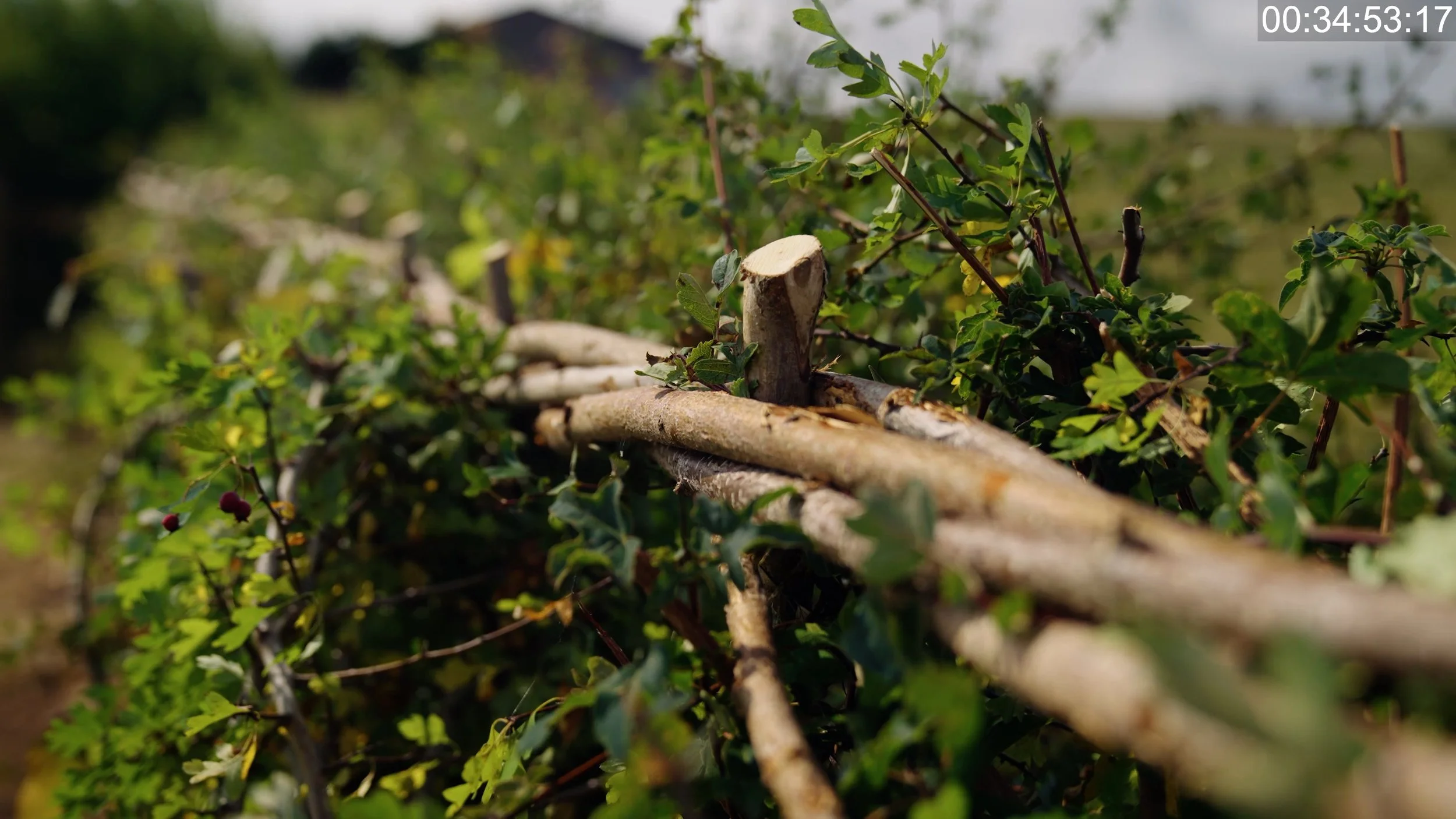 hedgelaying_still.jpg