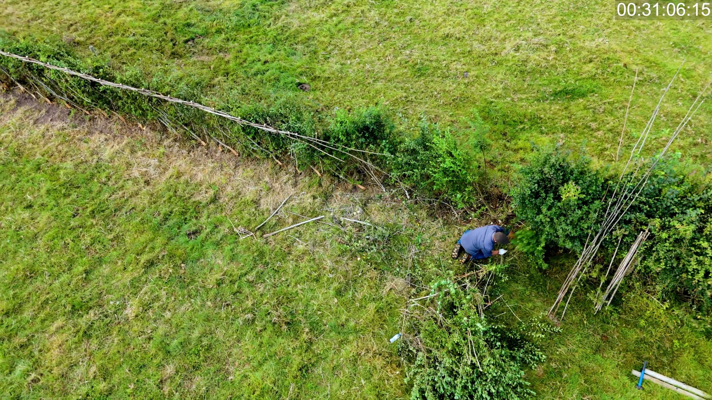 hedgelaying_bg_still.jpg