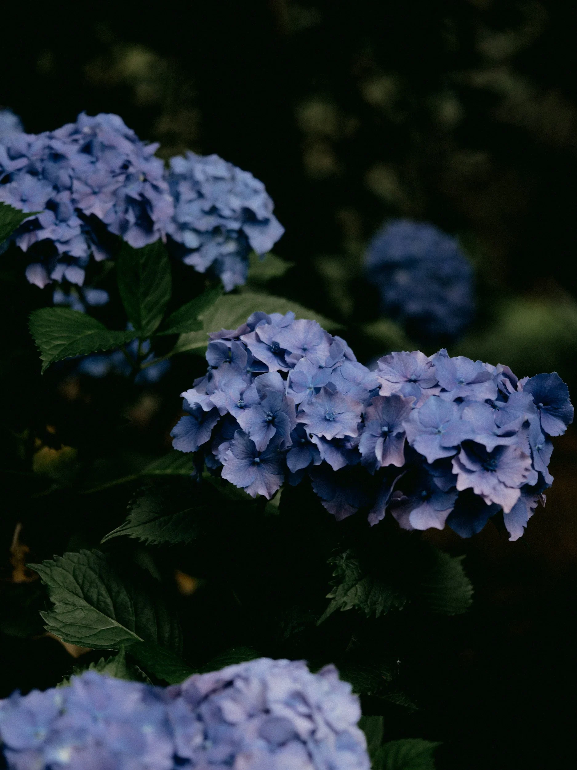 purple hydrangea individual therapy session timeline anxiety in northern virginia