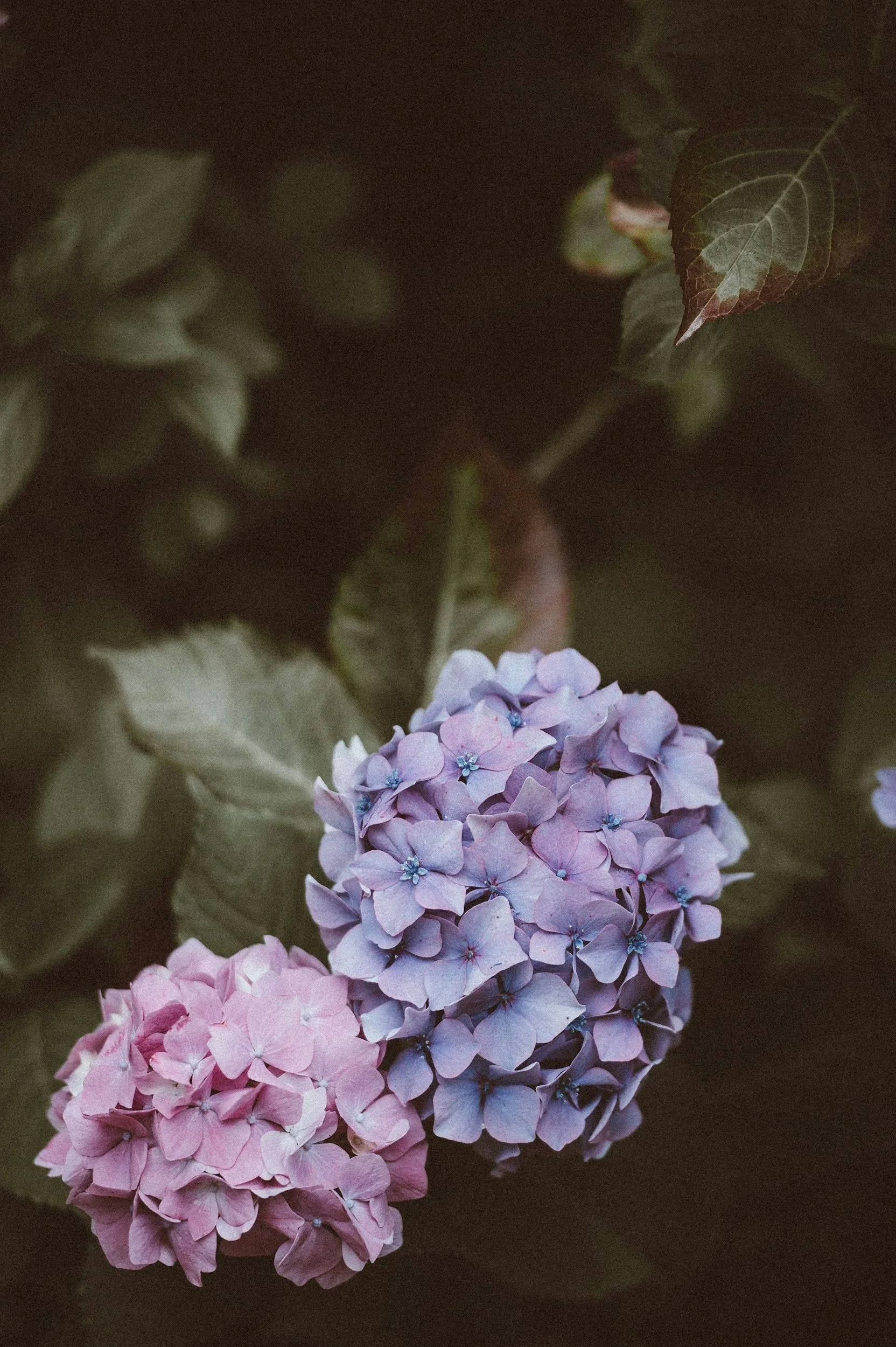 pink purple hydrangea initial therapy session with anxiety therapist in northern virginia