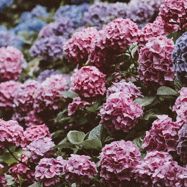 hydrangea bush explaining licensure of professional counselor in norther virginia who treats women with timeline anxiety