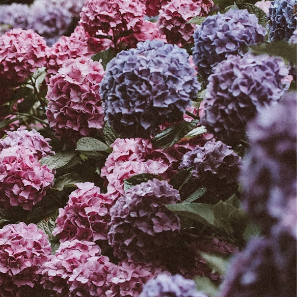 hydrangea bush describing professional associations for licensed professional counselor (LPC) in Norther Virginia who specializes in treating women with anxiety