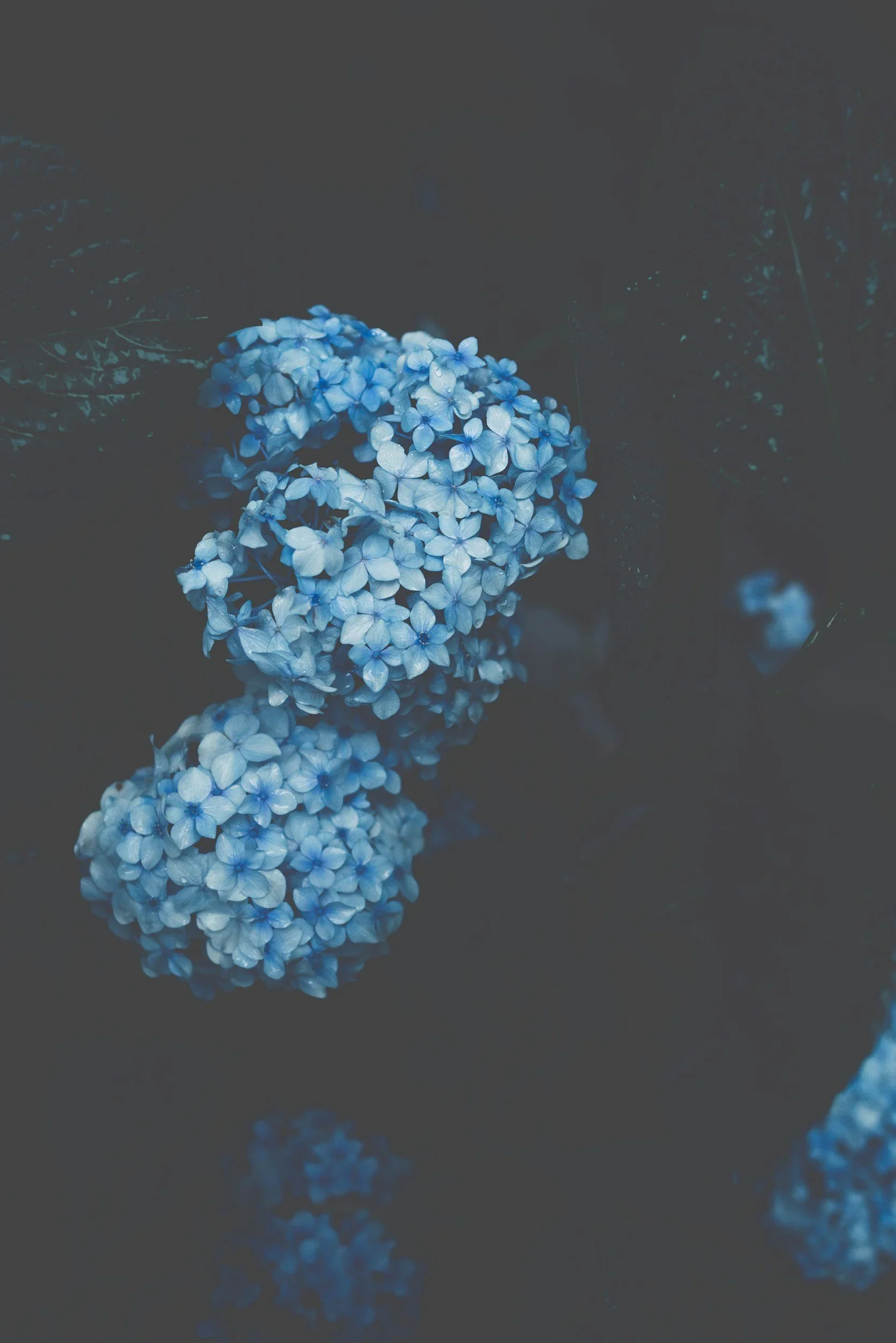 blue hydrangea therapist for women with anxiety in northern virginia inspiring to take the next step