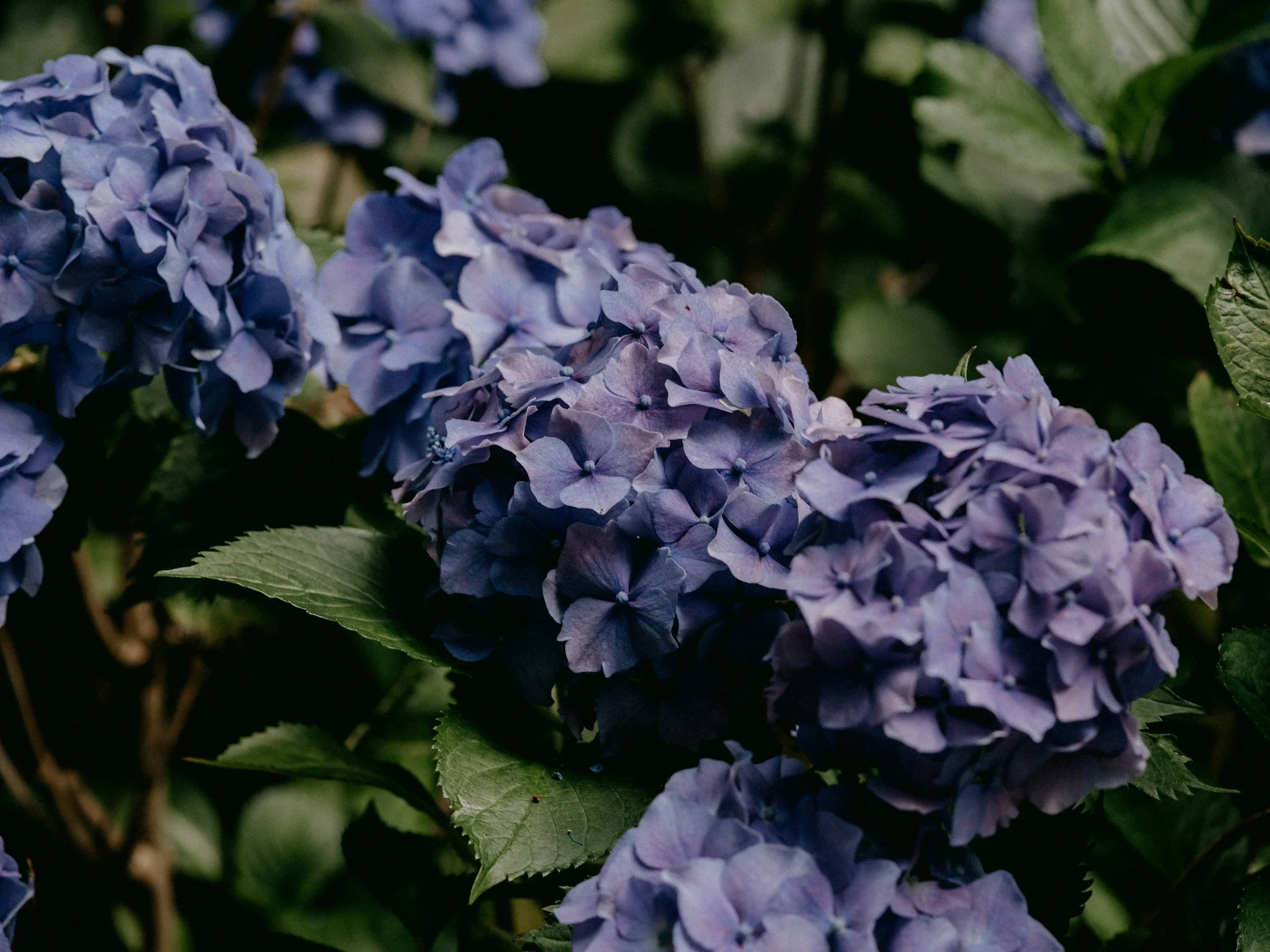 Close-up of purple hydrangea flowers surrounded by green leaves used for anxiety therapy in virginia