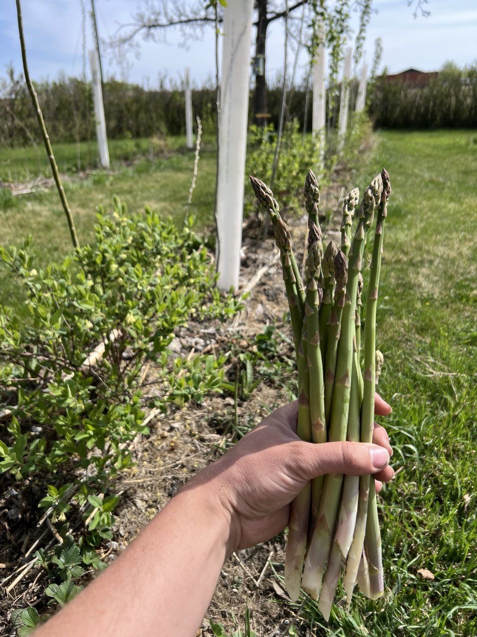Asparagus_2025-05-10_11-.jpg