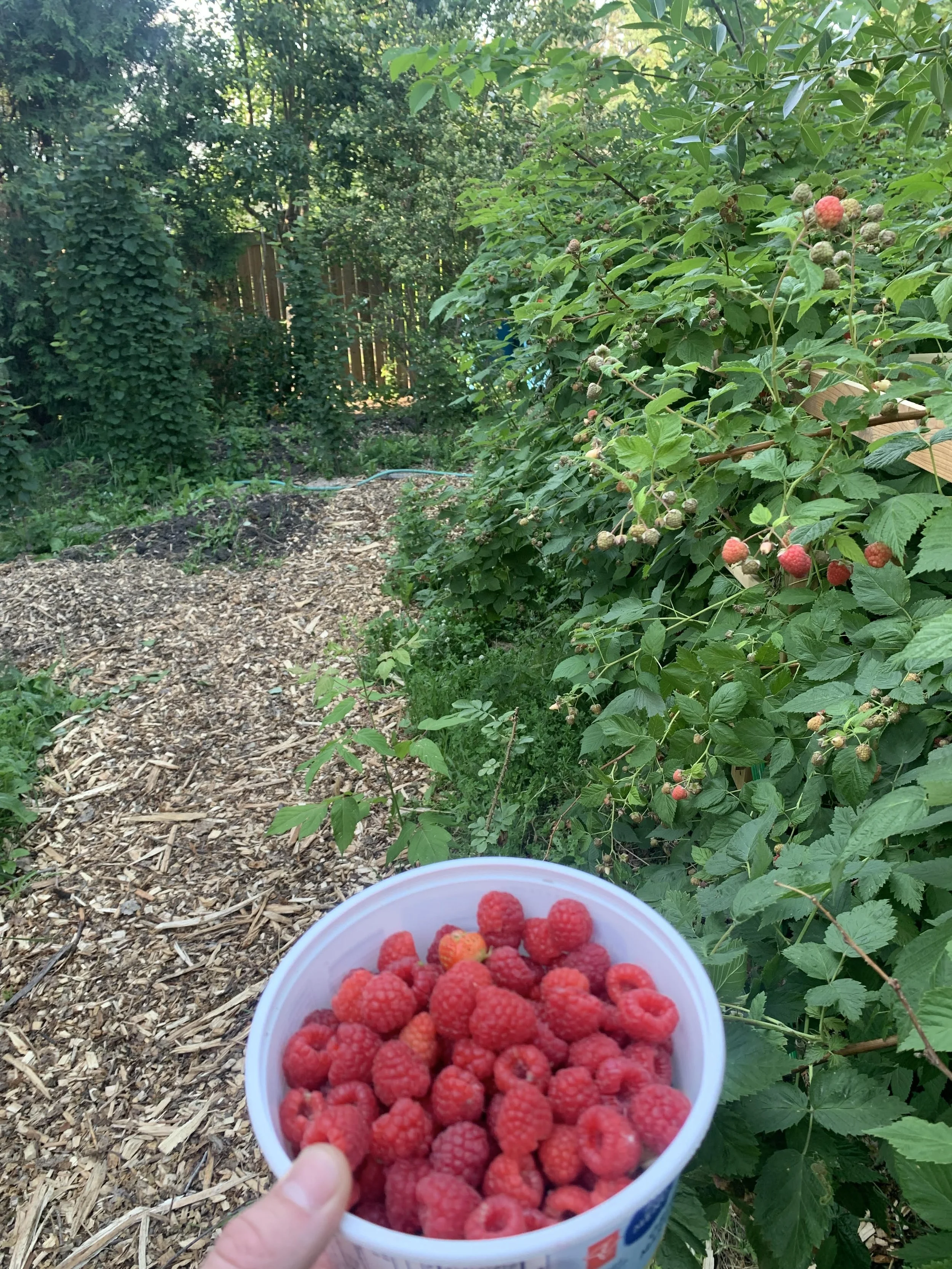 rasp patch.jpg