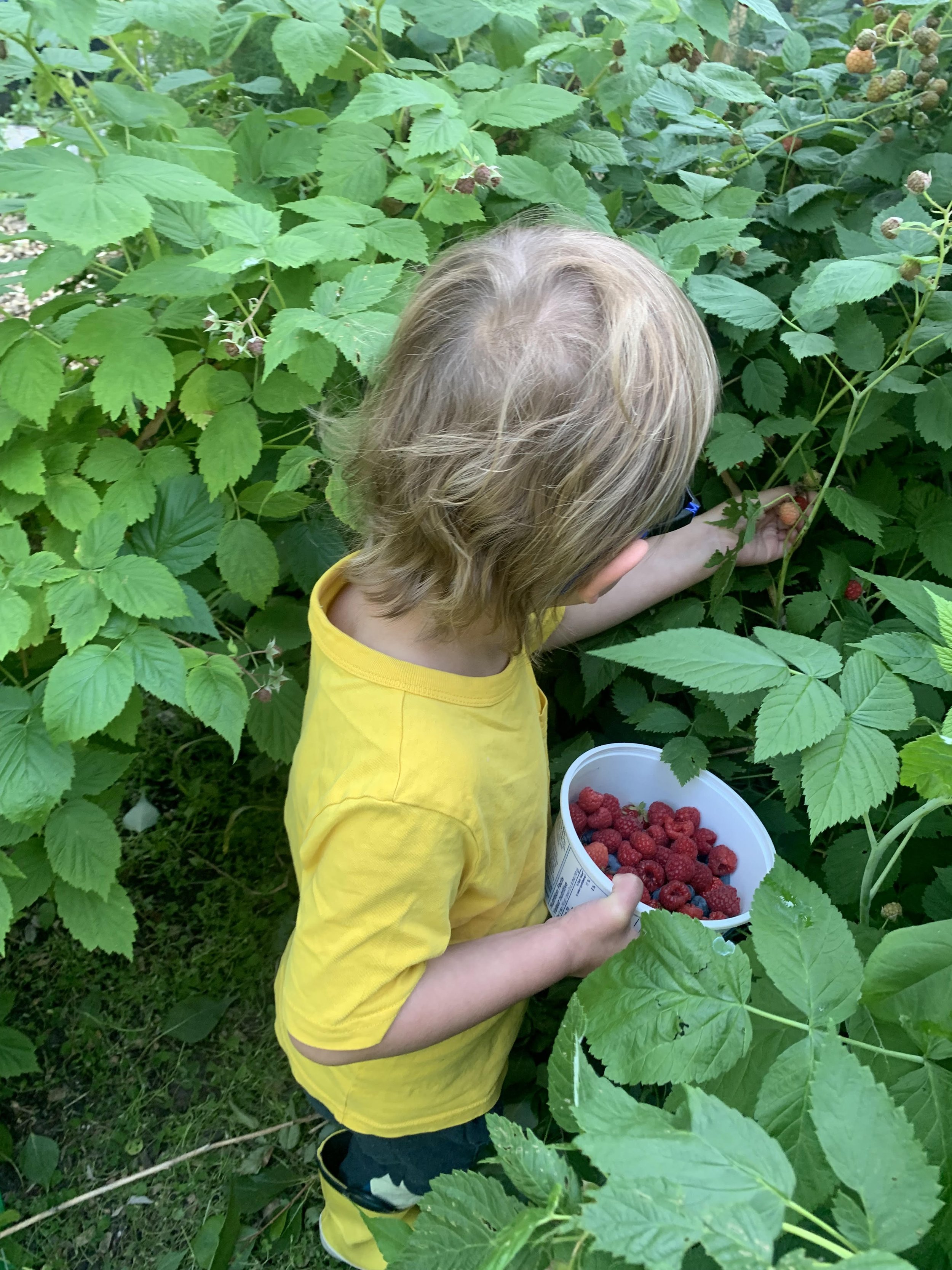 Kid picking.jpg