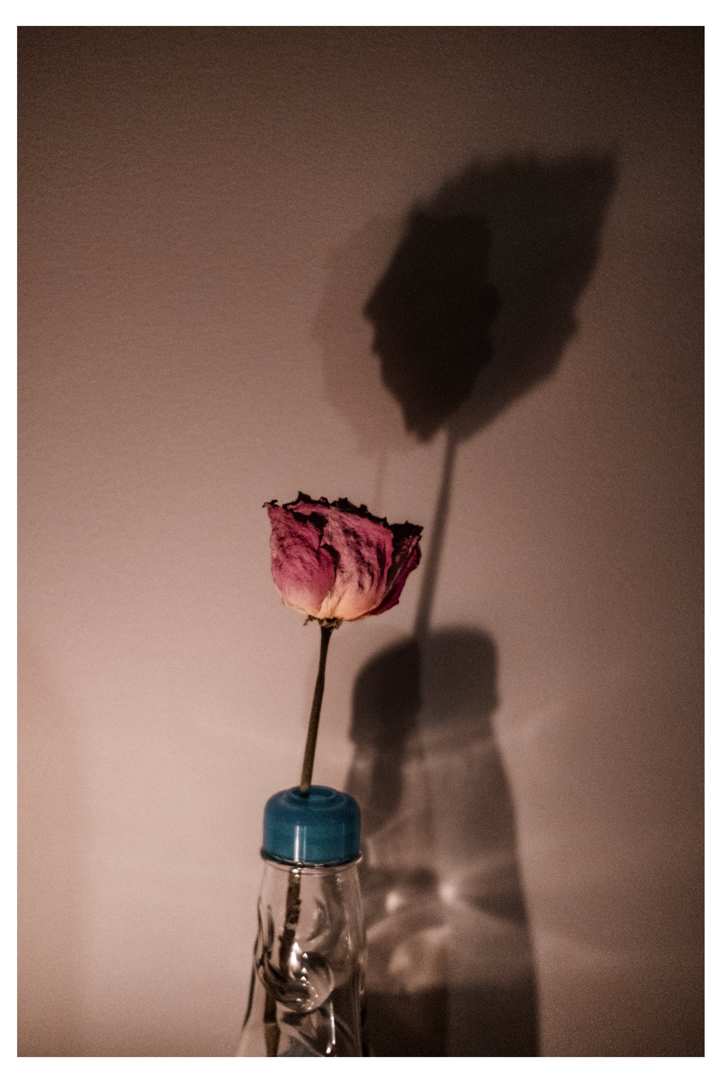 För en ros är en ros är en ros. Och en stjärna och en packad matros. 11/02/2026