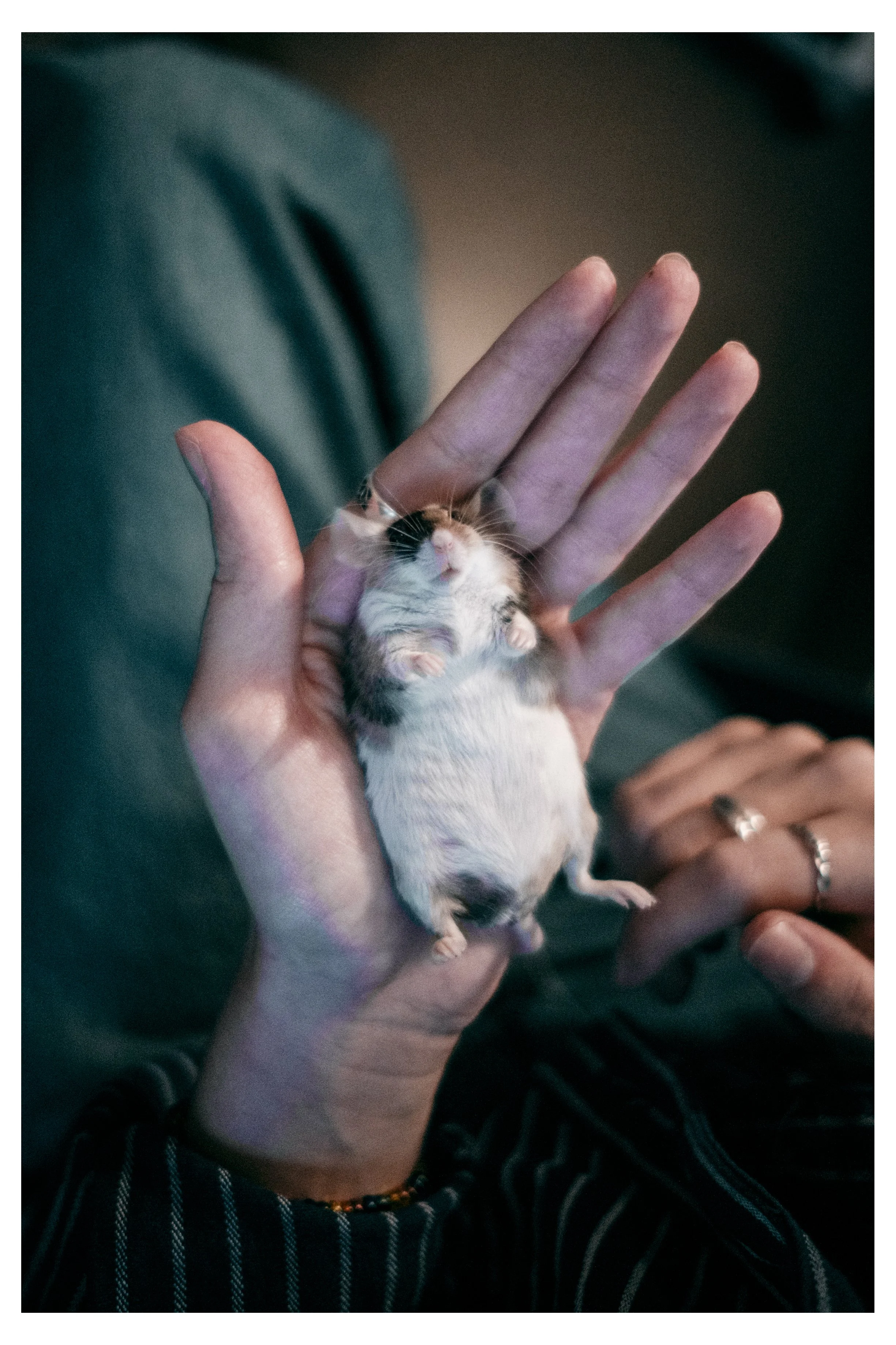 För ett år sedan flyttade tre små vänner hem till oss. Tre små vänner som vi älskat mer än något annat. Idag somnade vår sista älskade Flora in och de tre små vännerna får återförenas i mushimmeln. Vi älskar er, Flora, Sage och Marie, vi kommer sakna