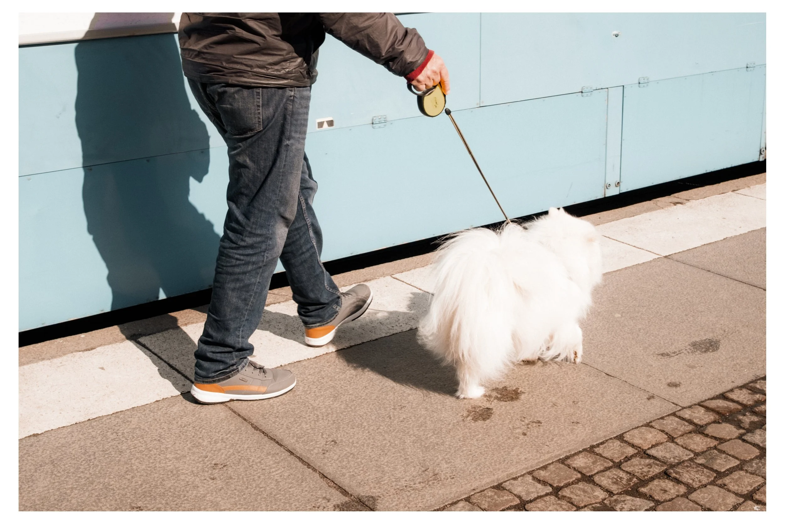 En person som går med en vit, fluffig hund på promenad, sett bakifrån på ett gator.