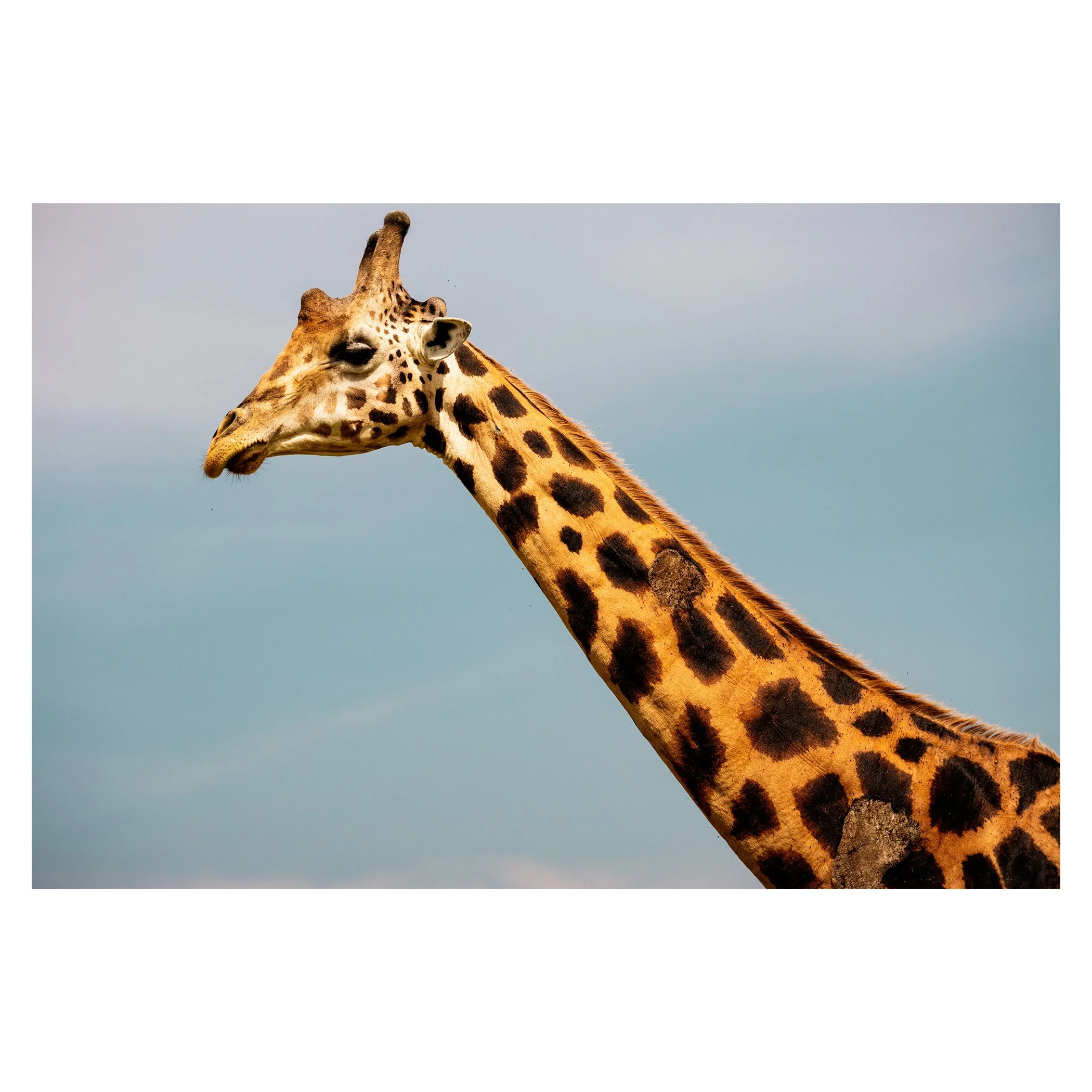 giraff kopiera.jpg