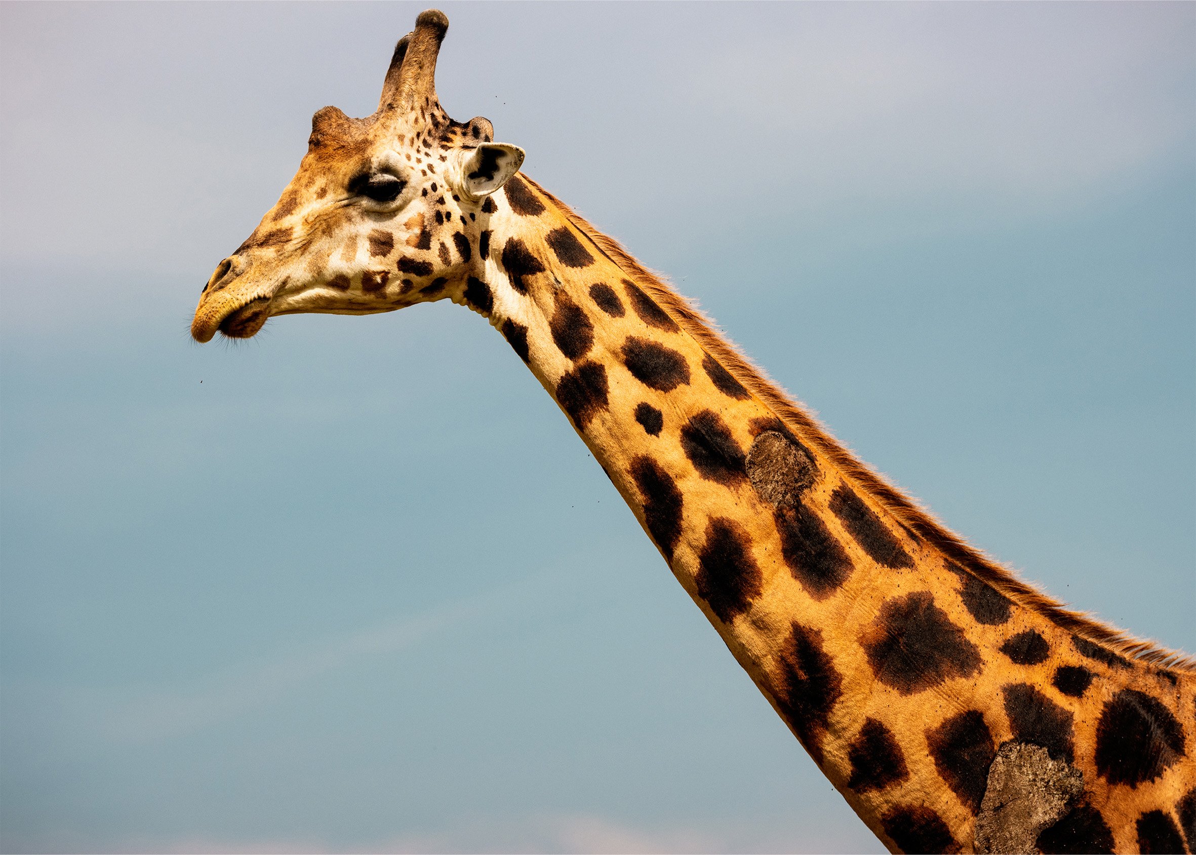 giraffe.jpg