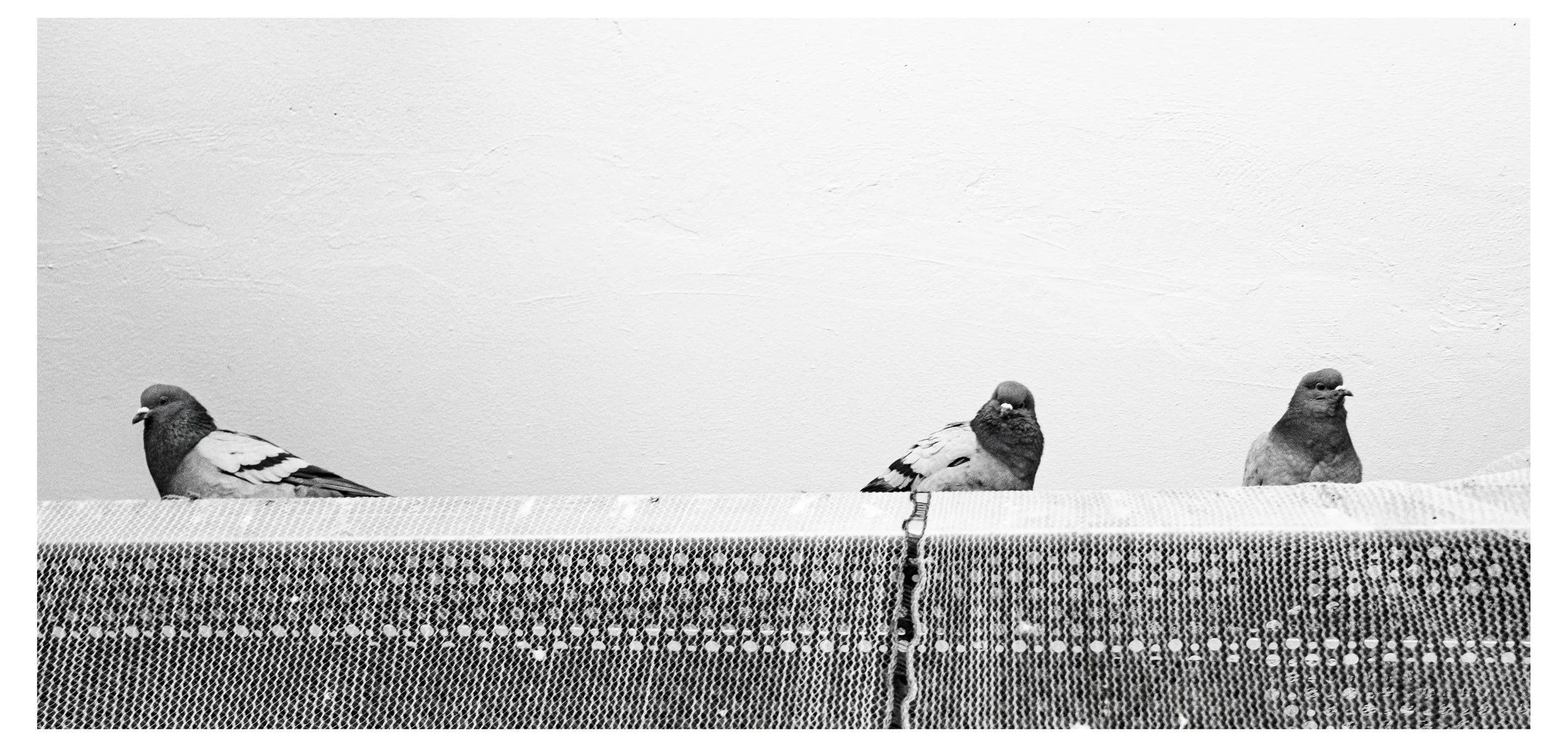 Vykort från duvorna på Olskrokstorget

20/01/2026