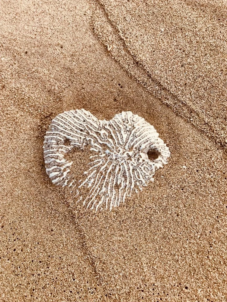 A piece of coral on sandy beach sand with a heart-shape outline, collected by Debra Borrero.