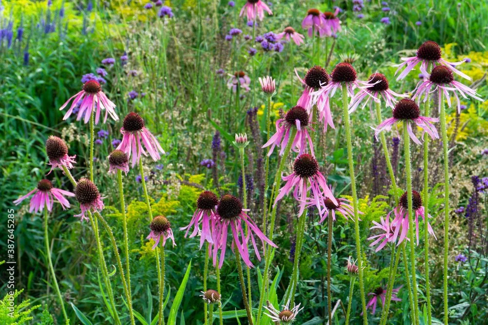 project-native-plantings-2.jpeg