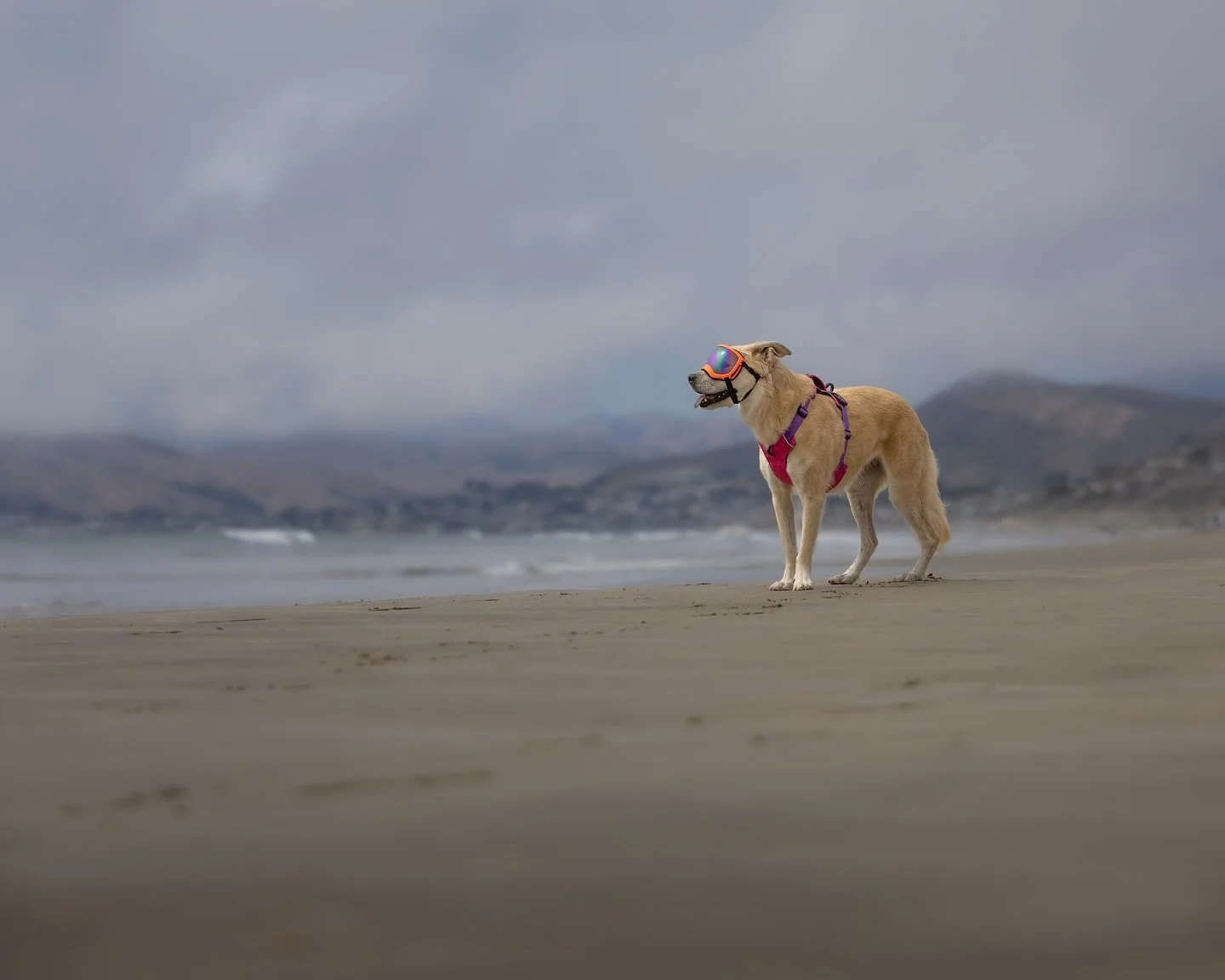 Just a girl&hellip; standing on the beach&hellip; waiting for her surgeon to give the all clear to run again. 

Khalee is 16 weeks post TPLO and, after a little setback with patellar tendinitis four weeks ago, she&rsquo;s looking so much better. 🙌


