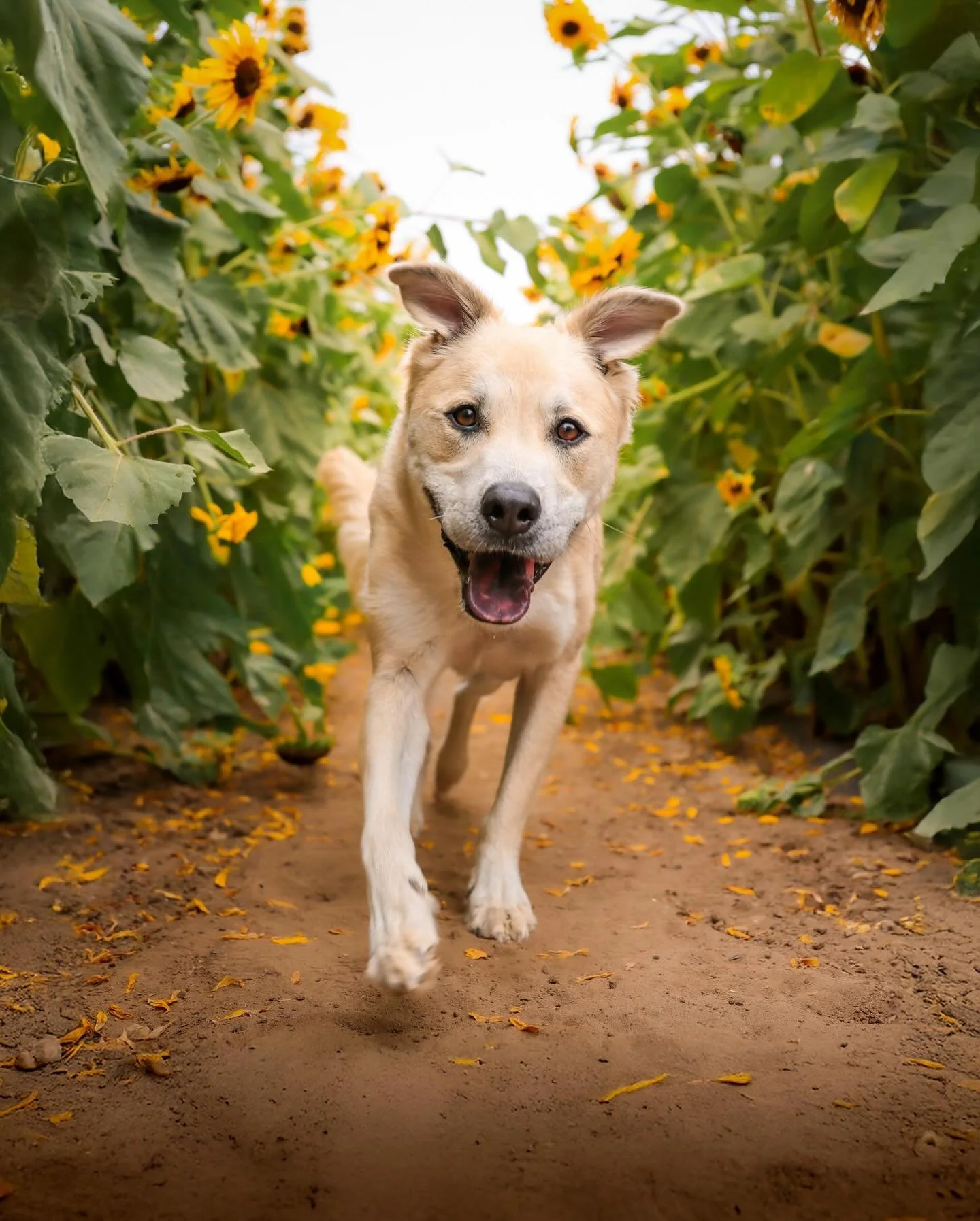 Get excited for the Wiggle Waggle Fall Festival happening tomorrow, Saturday, October 25th, at Woods Humane Society in SLO! 🎉

I&rsquo;ll be there photographing at the Santa Paw booth &mdash; stop by, grab a photo of you and your dog with Santa, and