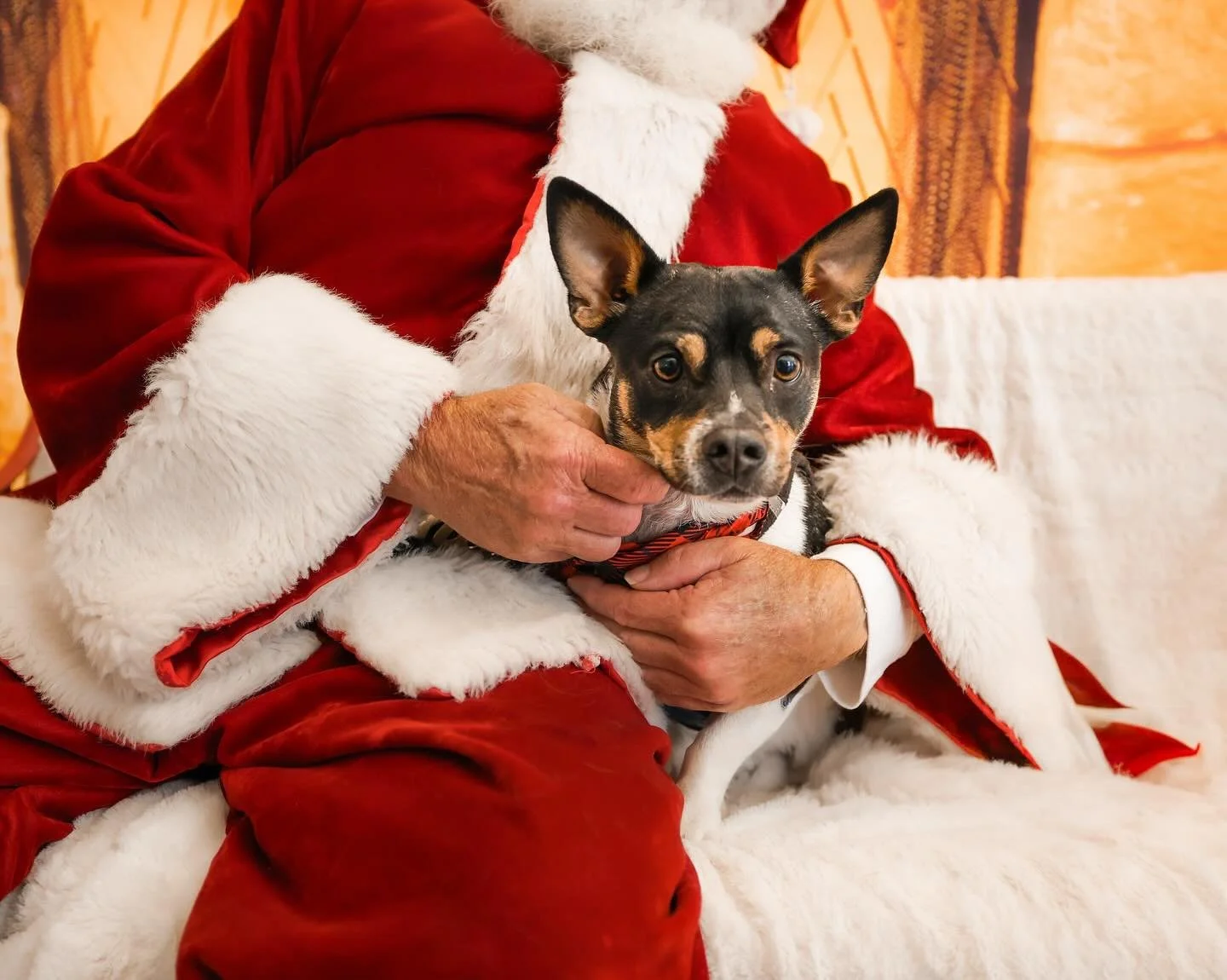 If you were at the Wiggle Waggle Fall Festival last weekend, you know Santa and all the dogs ✨sleighed✨.

Thank you to everyone who came out to support Woods Humane Society &mdash; the Santa Paws booth raised a record-breaking $1,110 this year! 🎅🐾
