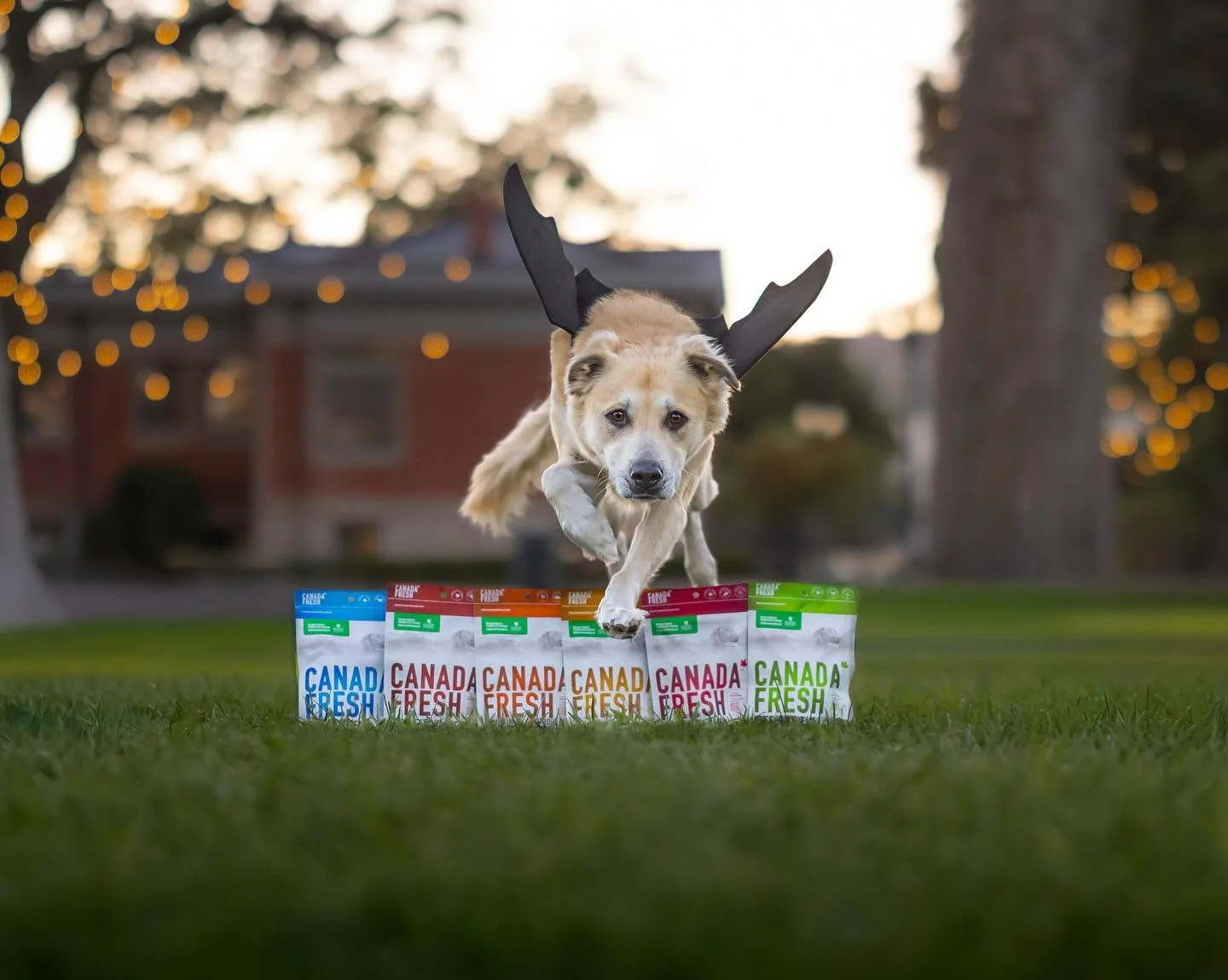 🎃 Happy Halloween!

This was such a fun shoot and edit I did for a dog food company over on my personal page, @kelcyandherdogs.

I&rsquo;ve had a few clients ask how they can get cool beach photos with their dogs if their dog needs to stay on leash 
