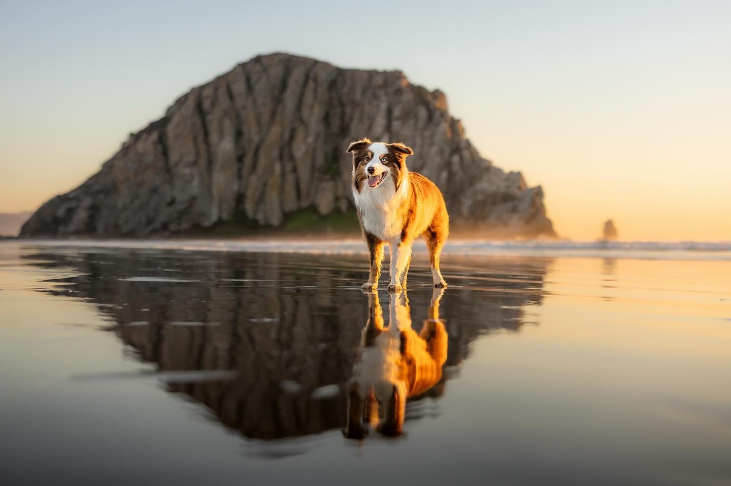 Fall sunsets + low tide = pure Central Coast magic. ✨

Rowan and Harper were such a joy to photograph, and we couldn&rsquo;t have asked for a more perfect evening in Morro Bay.

Their human won this session through the silent auction hosted by @anima