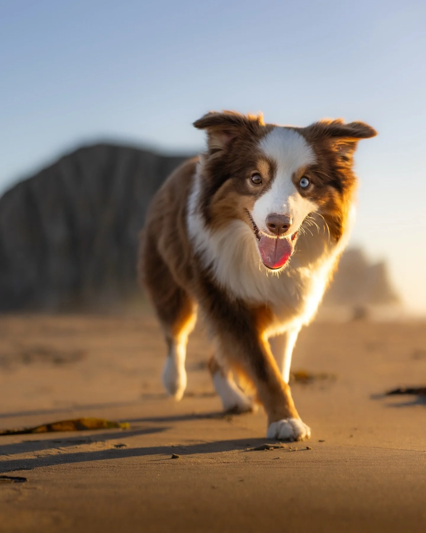 That Friday it&rsquo;s finally-not-raining feeling 🙌

The Central Coast has been getting some rain lately. And I know we need it&hellip; but my dogs hate every second of it.

How about yours &mdash; rain lovers or rain protestors?

Your dog. Their h