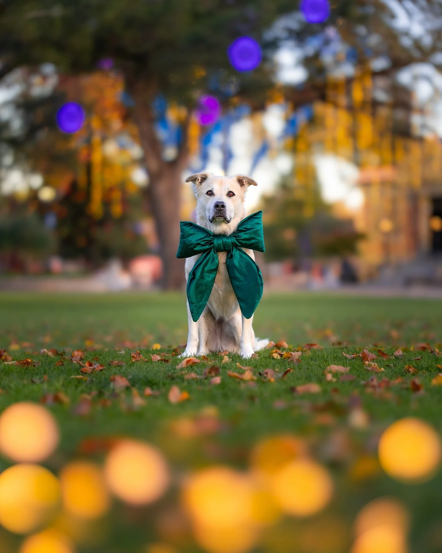 Living in an RV for six years and traveling up and down California while my husband worked at different wildfire bases gave us the chance to truly live in every city with a tanker base before we decided which one to call home.

Paso won us over for s
