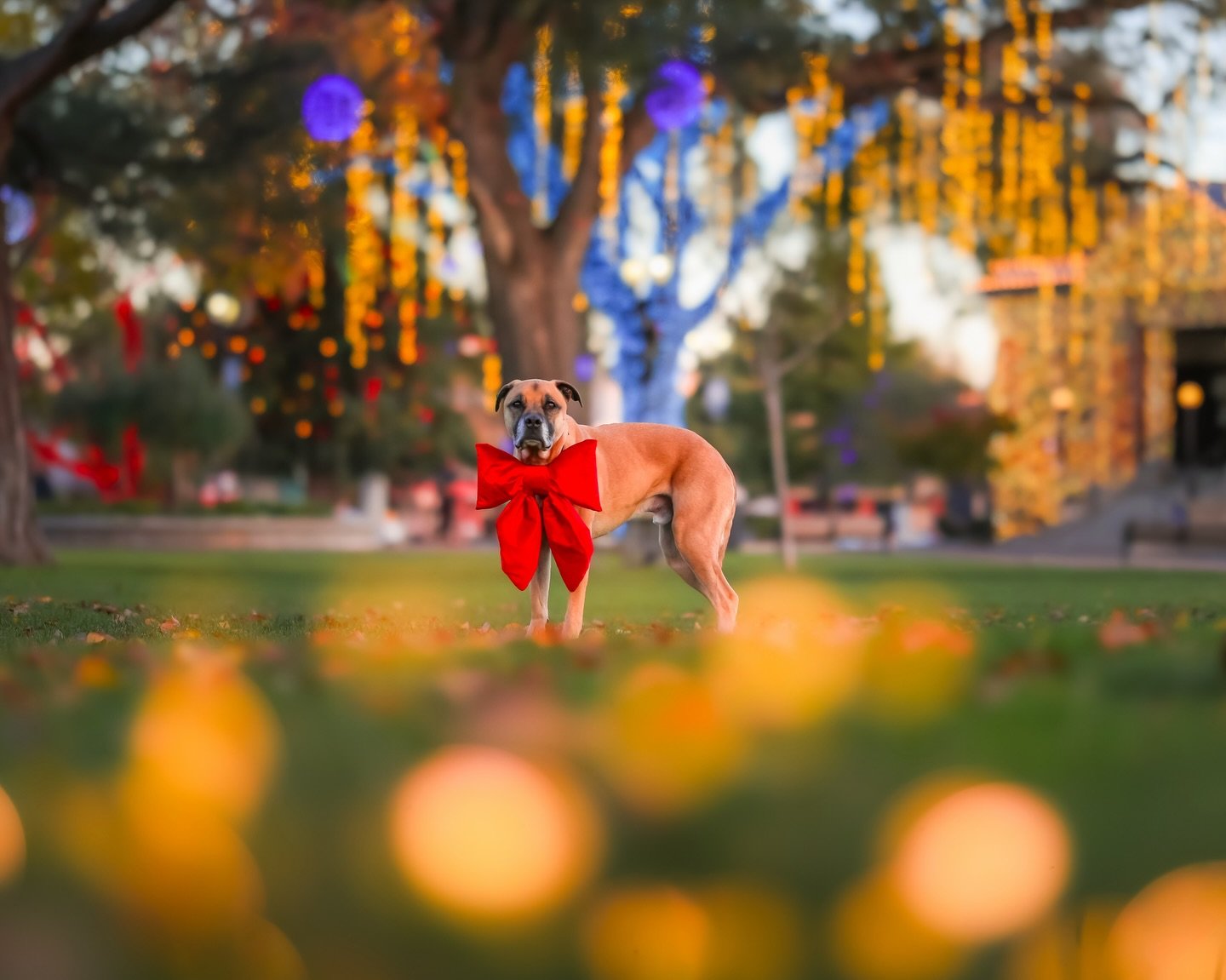 Because the best thing under the tree isn&rsquo;t wrapped at all, it&rsquo;s the dog who fills your home with love. ✨

Holiday Minis are almost gone! 🎄✨
Come enjoy the downtown Paso lights, grab a few beautiful photos, and make a little holiday magi