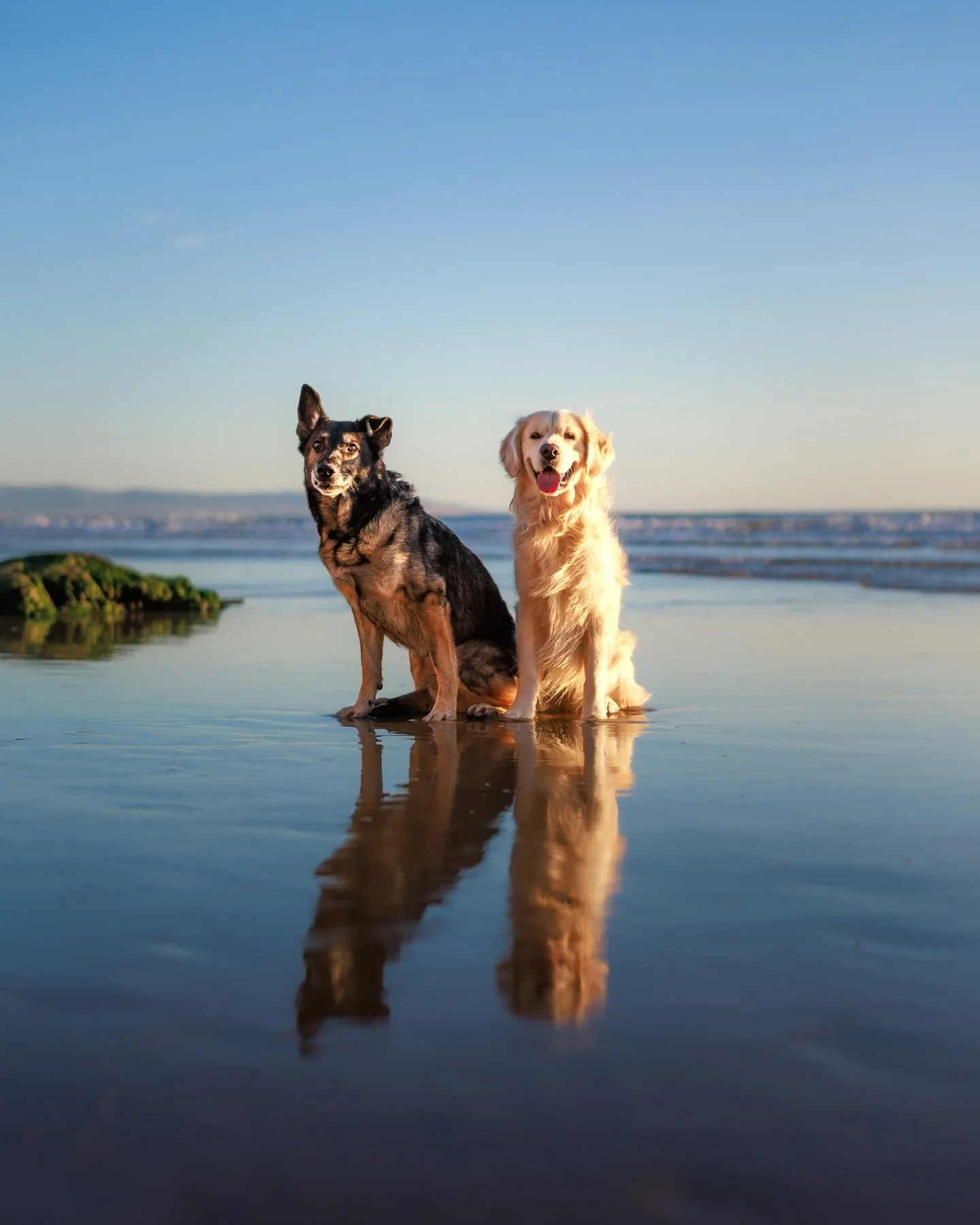 One is a retired police K9.
The other has never worked a day in his life&hellip; except working to make you smile.

Bet you can&rsquo;t tell who is who 😉

It was an absolute pleasure to photograph these two. Zeus, the German Shepherd, retired last s