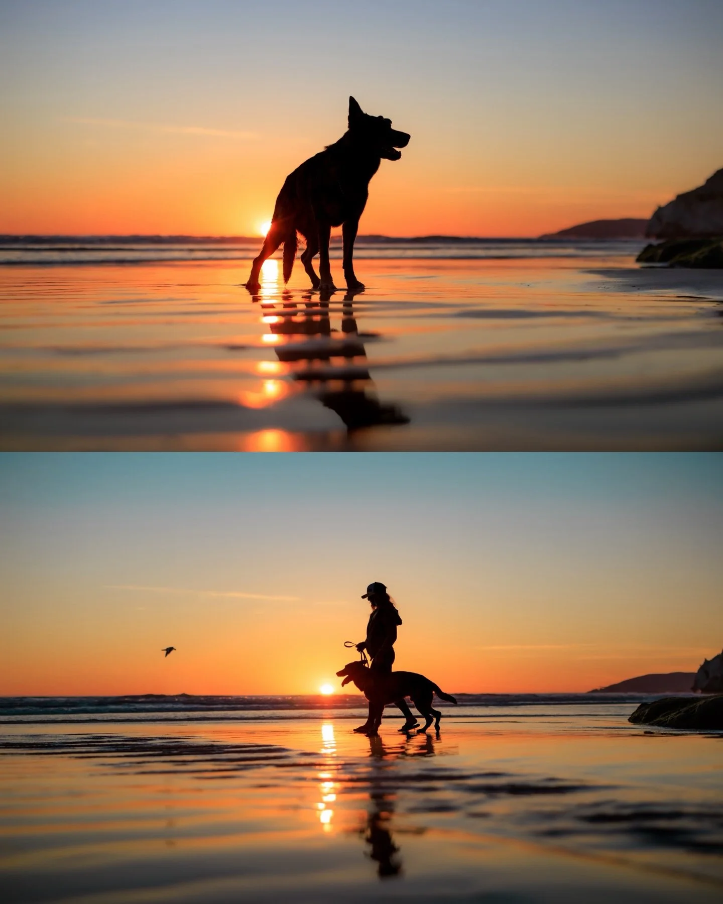 forget diamonds and flowers, a dog is a girl&rsquo;s best friend 🤍

Your dog. 
Their human. 
One story worth remembering.
Let&rsquo;s capture it together.

📍Central Coast California dog photographer
🐾Specializing in dogs and their people
