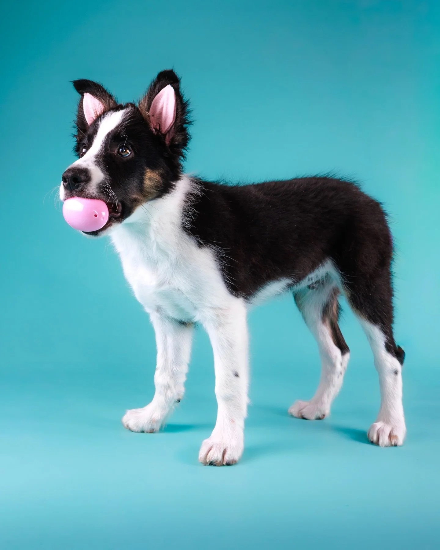 When your ear setting coincides with Easter and you end up looking like the Easter bunny&hellip; so obviously we had to do an Easter-inspired shoot 😂

Some of these are a little out of focus, but honestly I think it adds to the chaos and charm of li