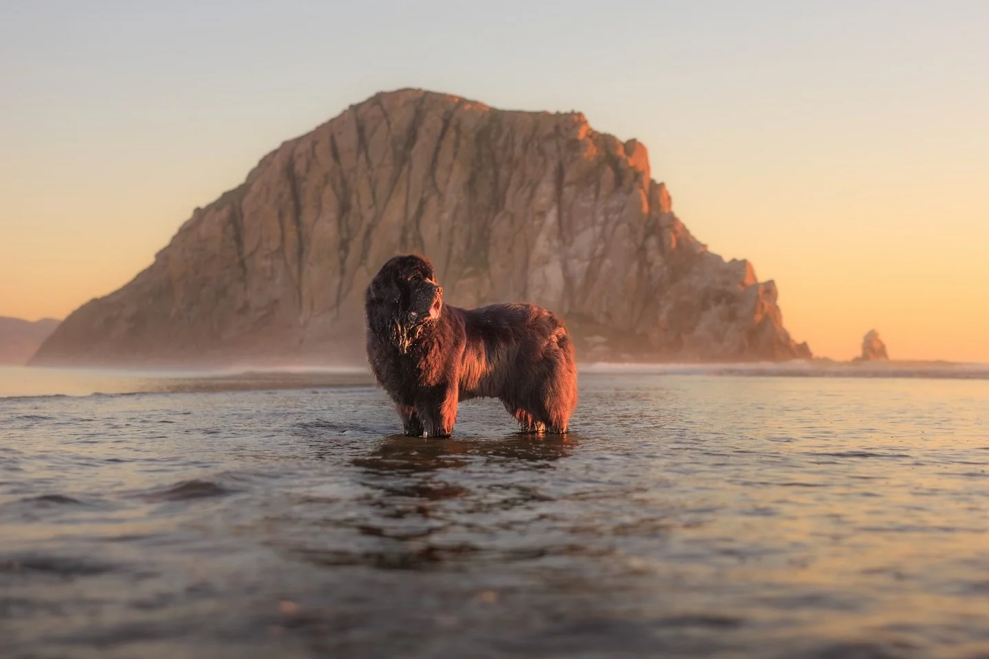 Have you ever had a 100+ pound puppy running straight toward you?

I have&hellip; and it was amazing. 🤍

Makani and Blaze (and their humans) made the trip up from Southern California for a double session, and we truly could not have asked for more p