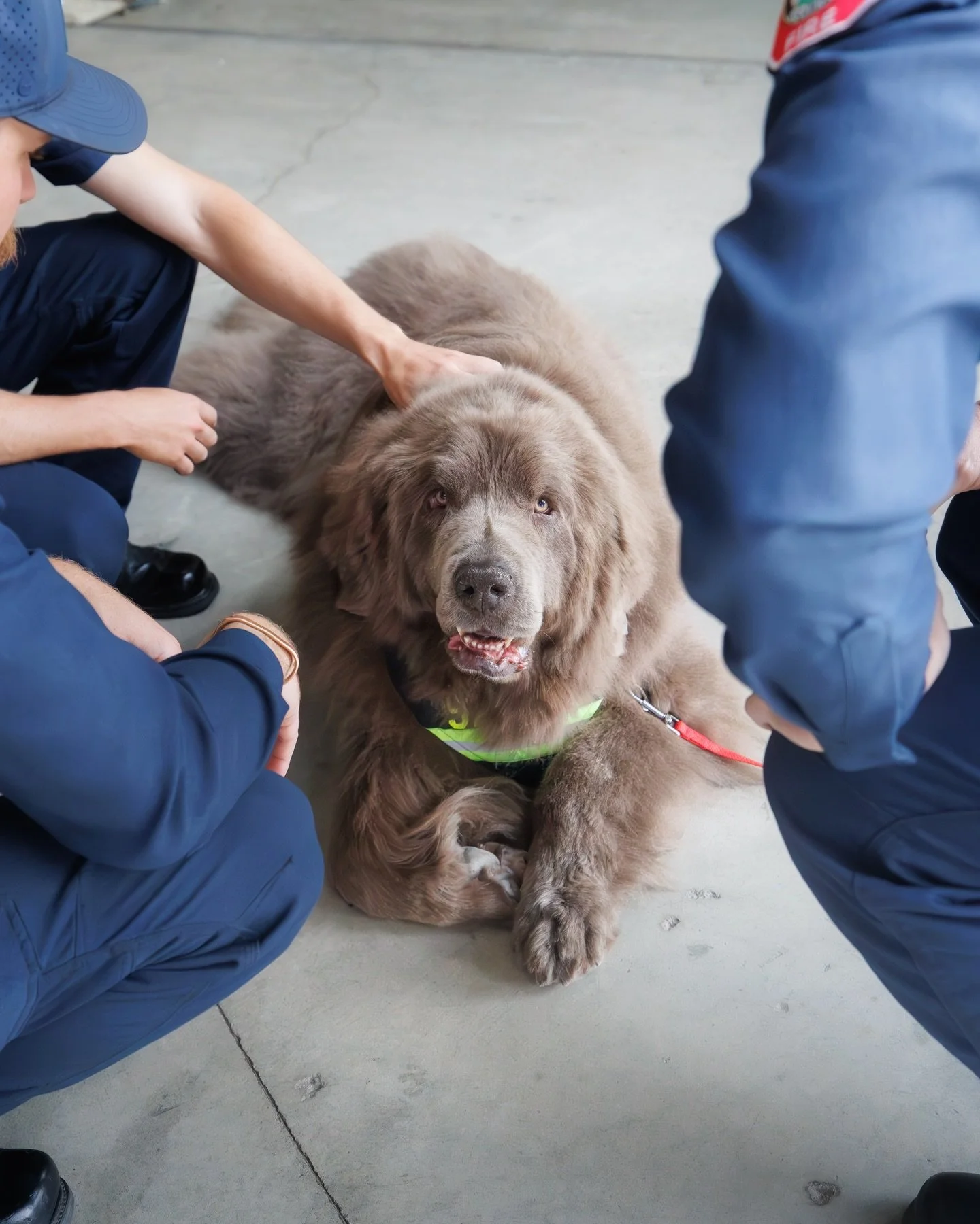 Some dogs just make people smile&hellip; and some dogs change the entire energy of a room.

Shinji is one of those dogs.

I had the chance to photograph his recent visit to the Paso Robles Fire Department, and you could feel the shift the moment he w