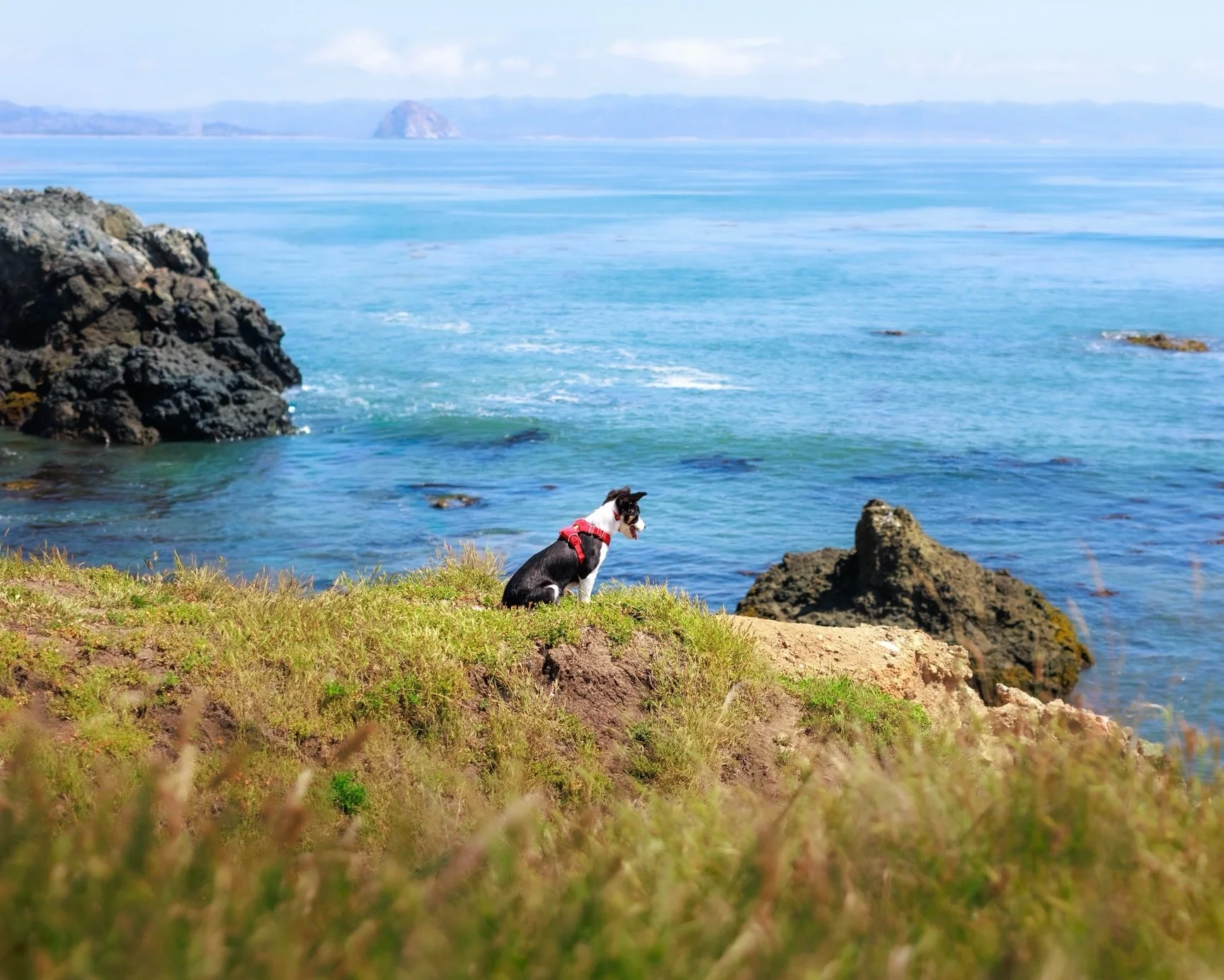 &ldquo;What if my dog can&rsquo;t be off leash?&rdquo;

We do exactly what I do with my 4-month-old border collie: a long line and edit the leash out.

That&rsquo;s why it&rsquo;s important to hire a photographer who specializes in dogs. We understan