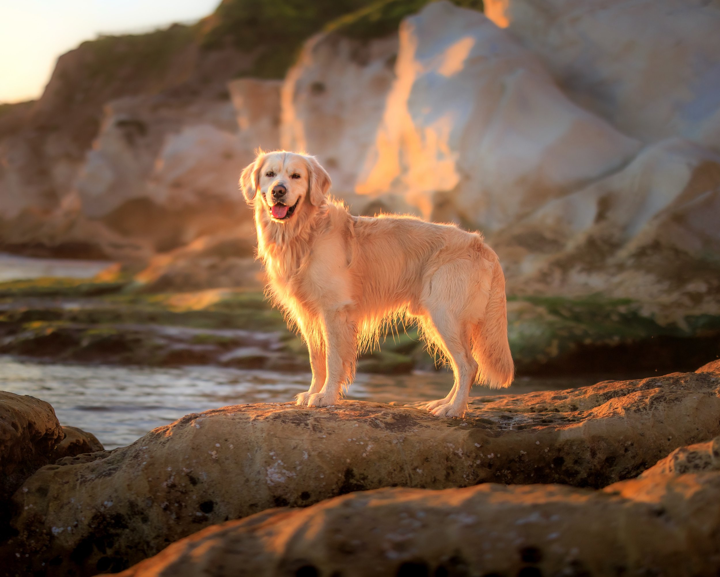 my face because it&rsquo;s finally Friday 🤍

Central Coast people, what&rsquo;s happening this weekend? Bonus points if it&rsquo;s dog friendly.

&mdash;

Your dog.
Their human.
One story worth remembering.
Let&rsquo;s capture it together.

📍Centra
