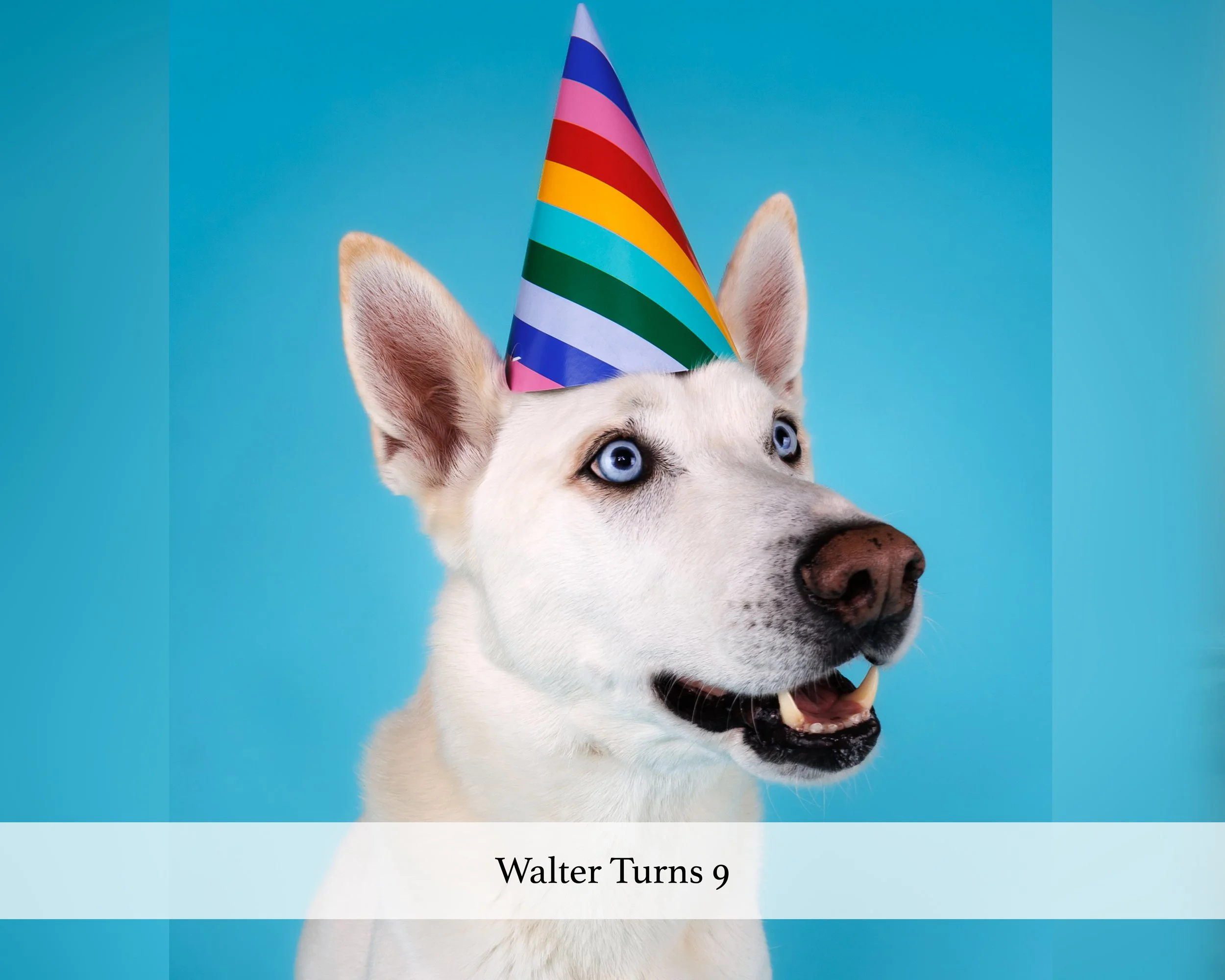 Walter turns 9 website.jpg