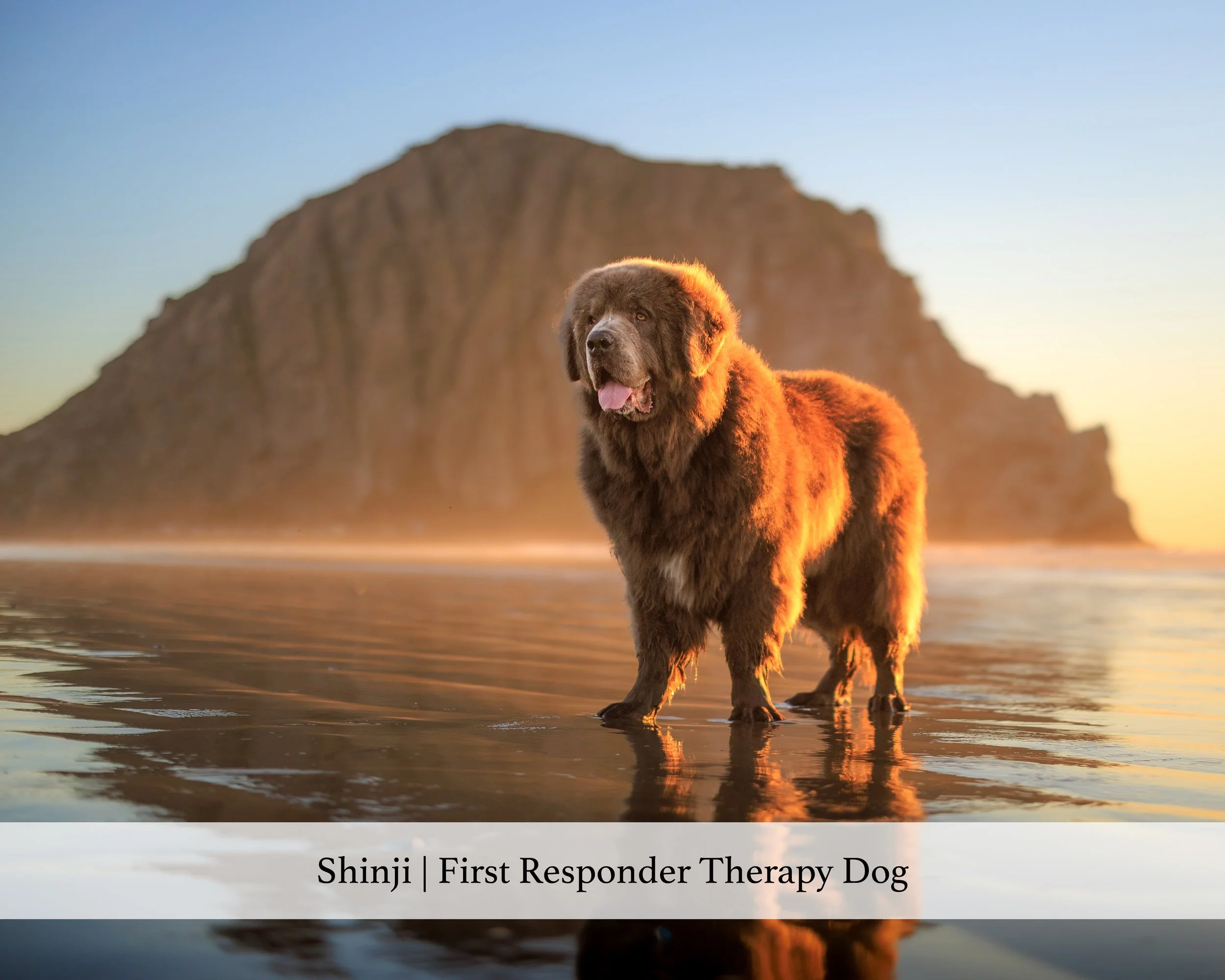 Shinji | First Responder Therapy Dog.jpg