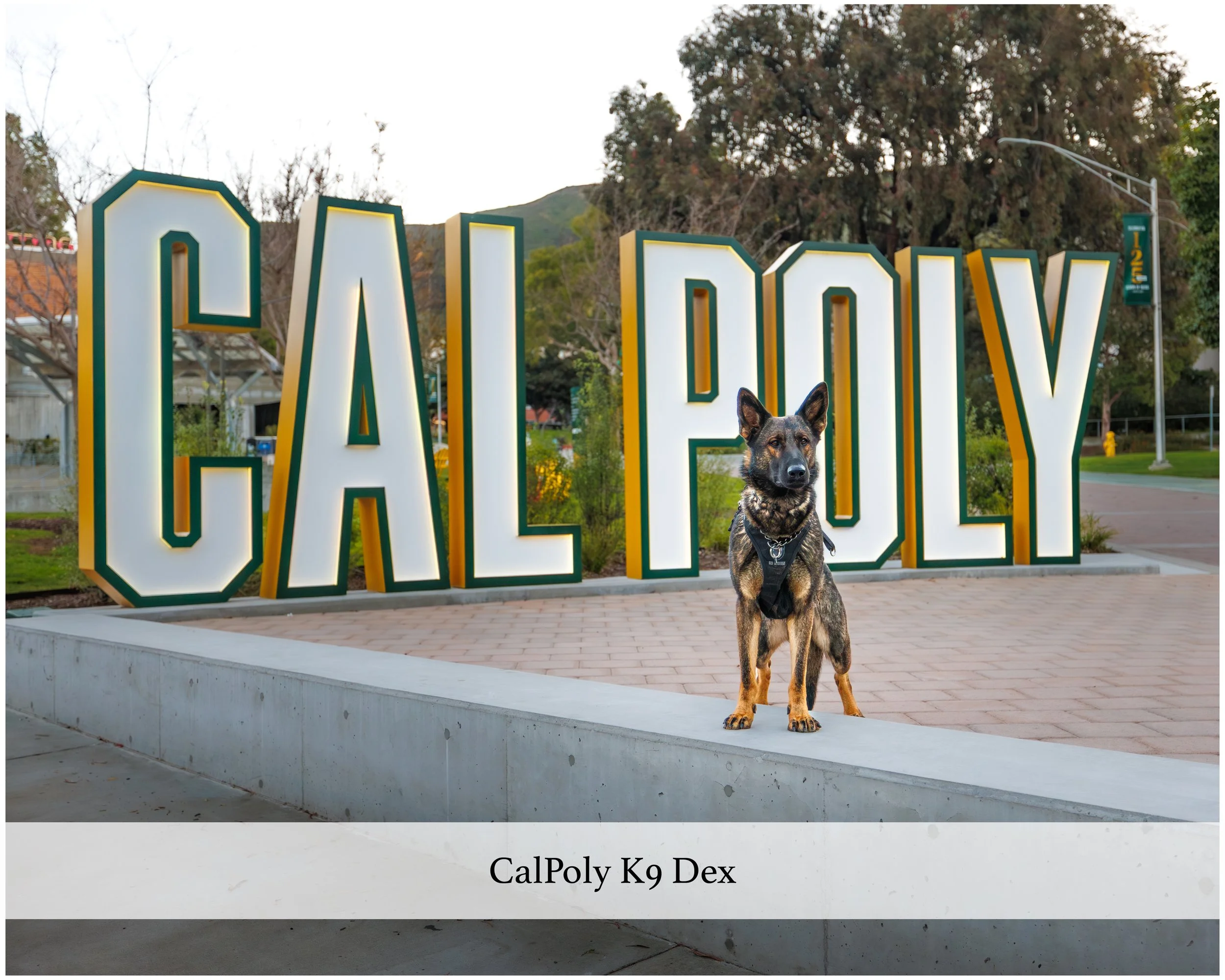 calpoly k9 dex.jpg
