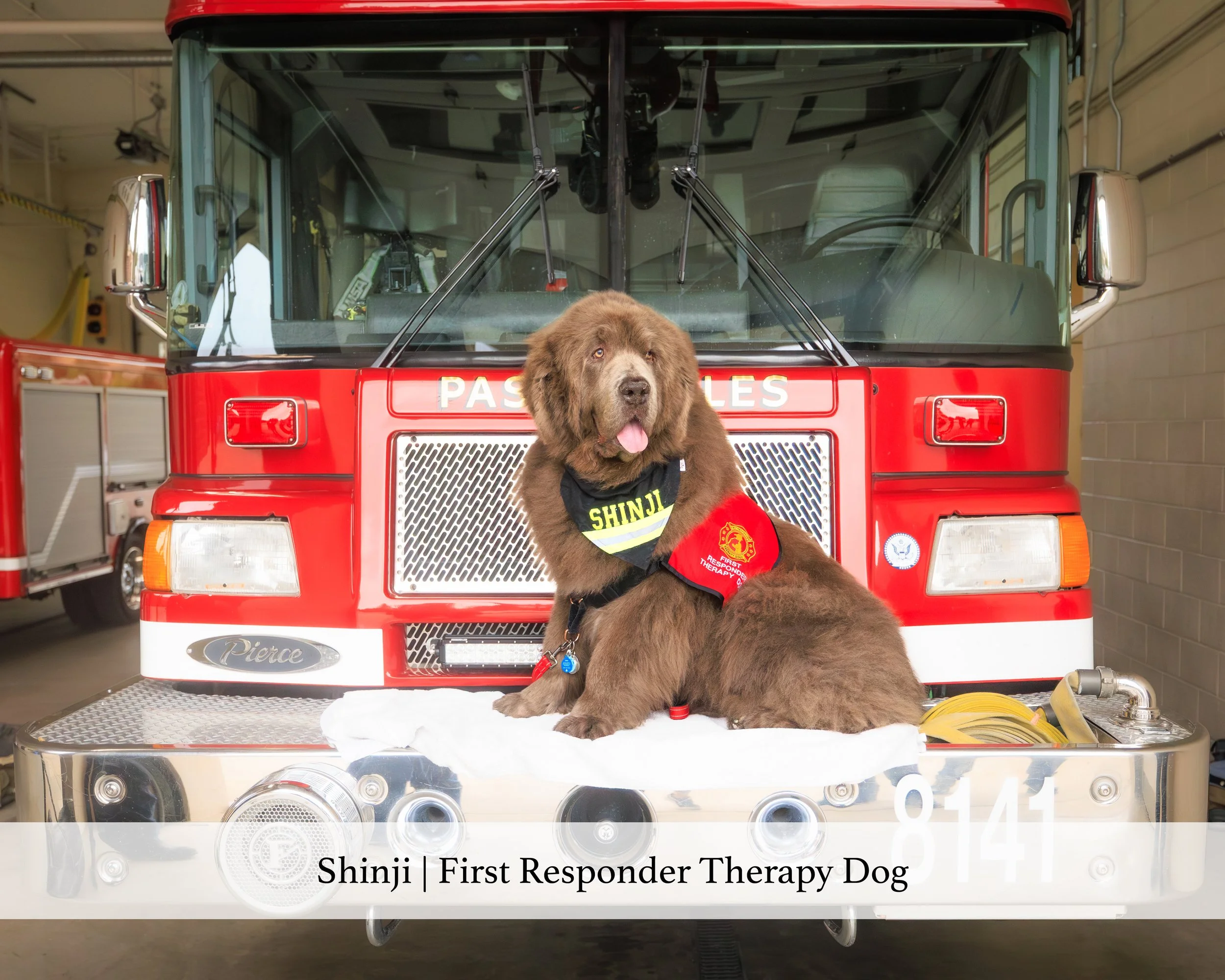 shinji FRTD website.jpg