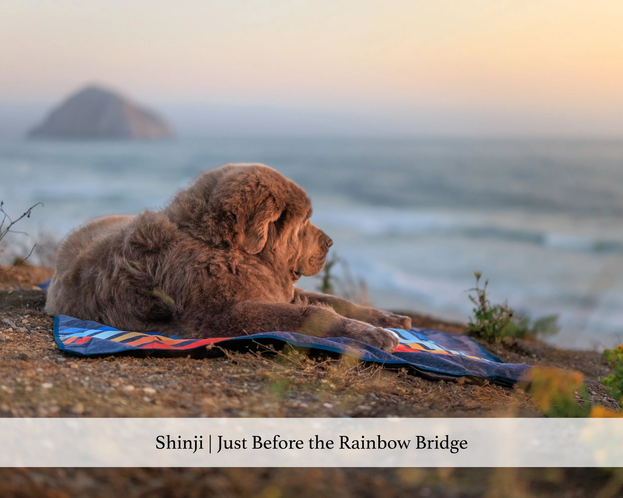 shinji rainbow website.jpg