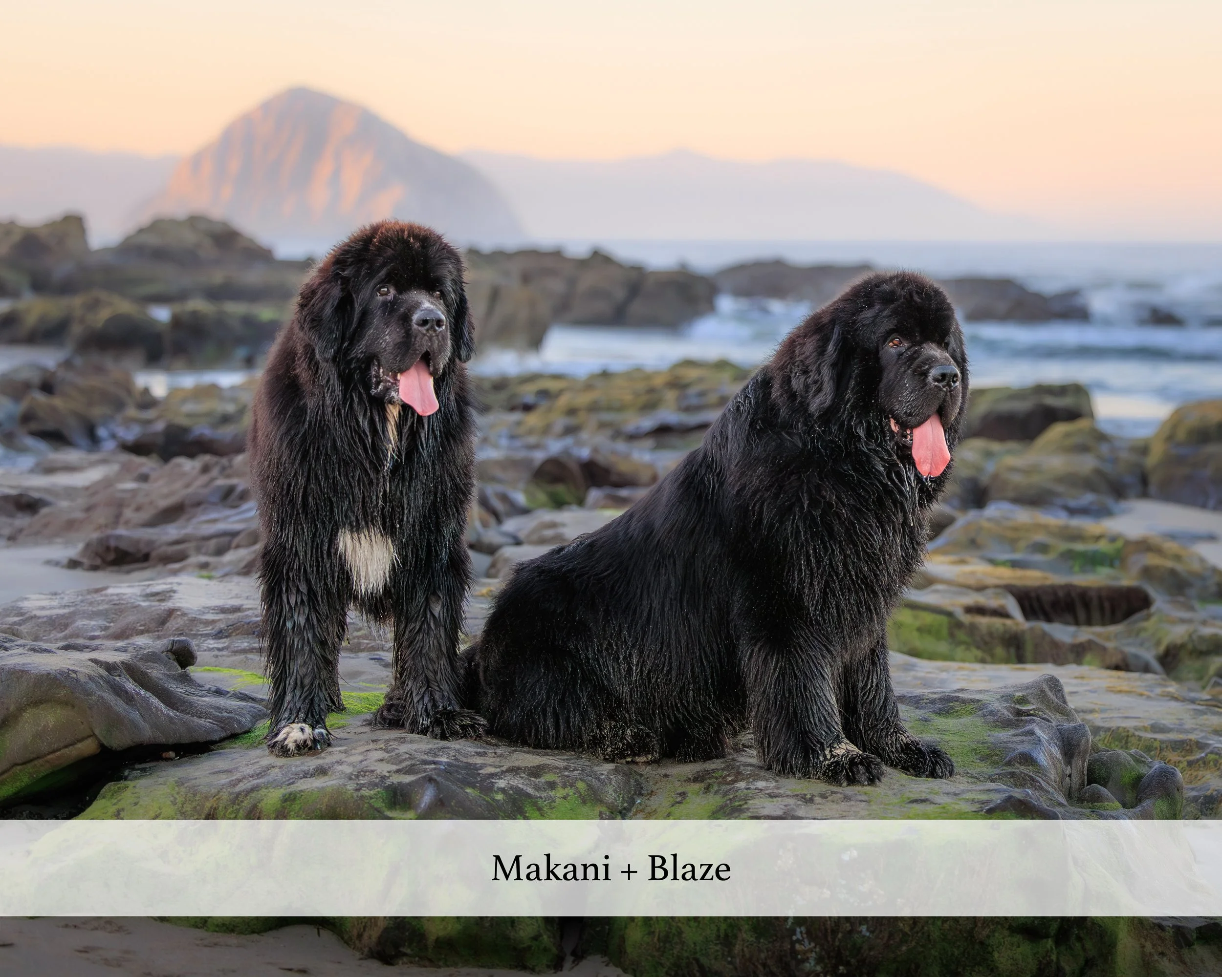 makani + blaze website.jpg