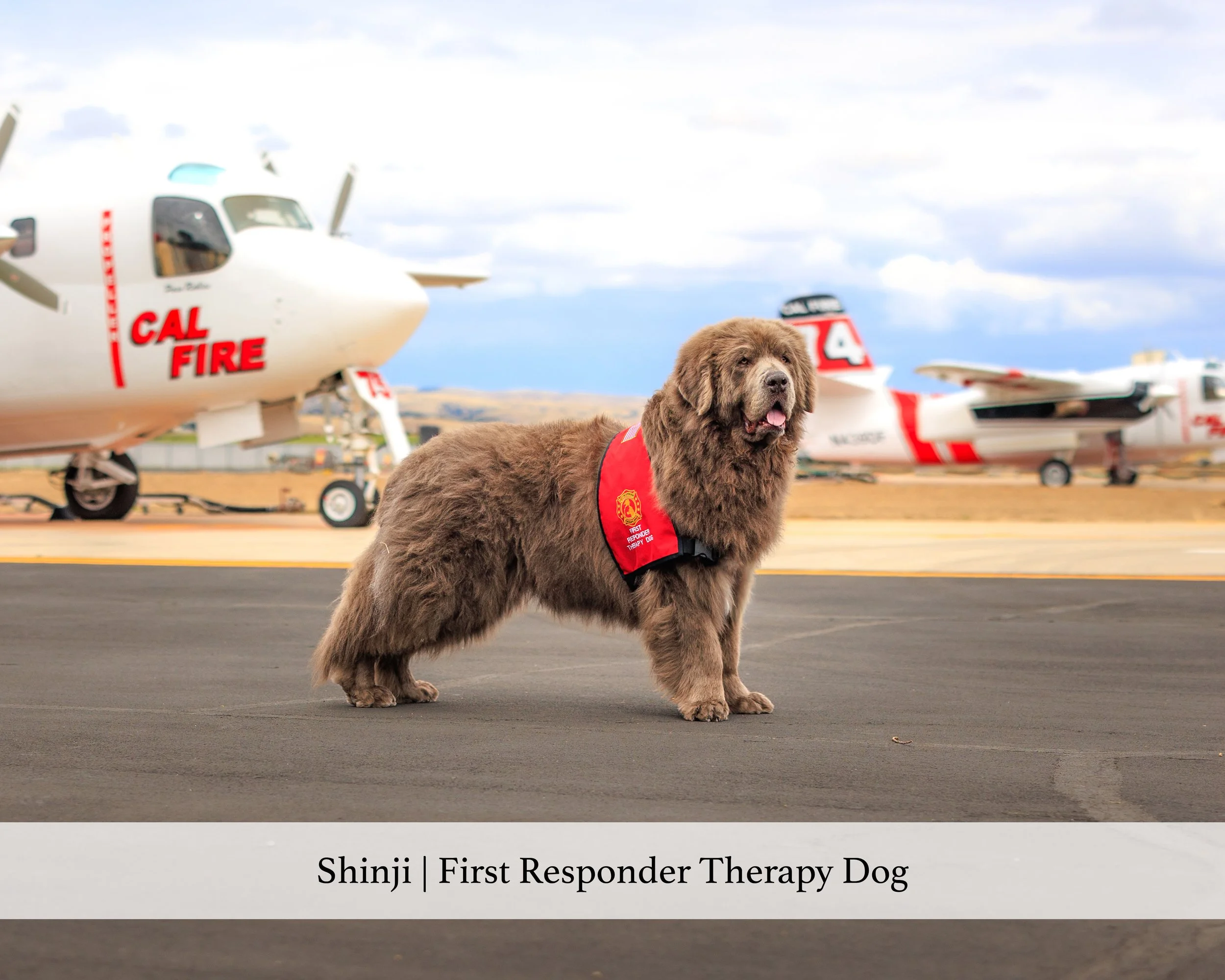 shinji frtd airbase website.jpg