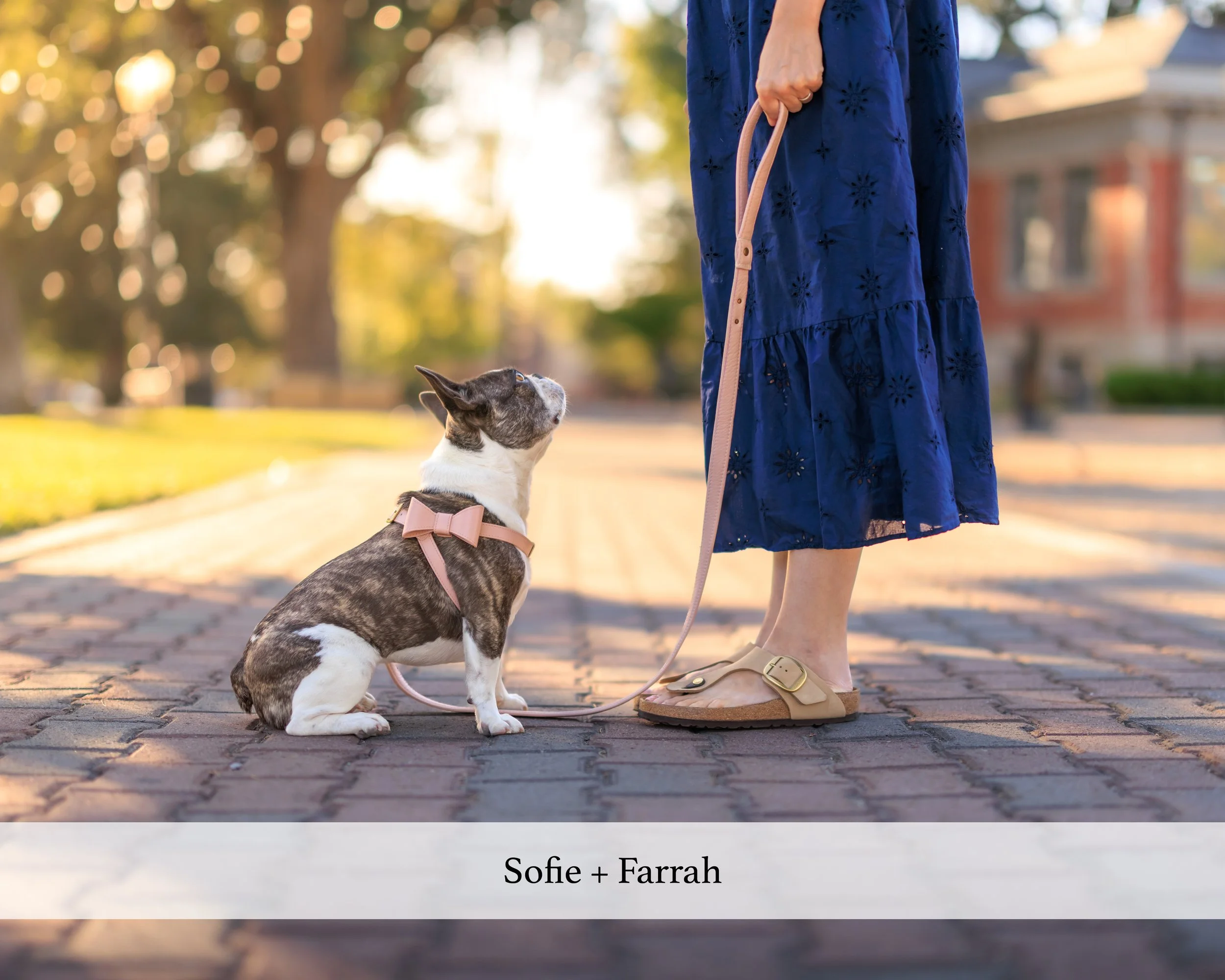 sofie website v2.jpg